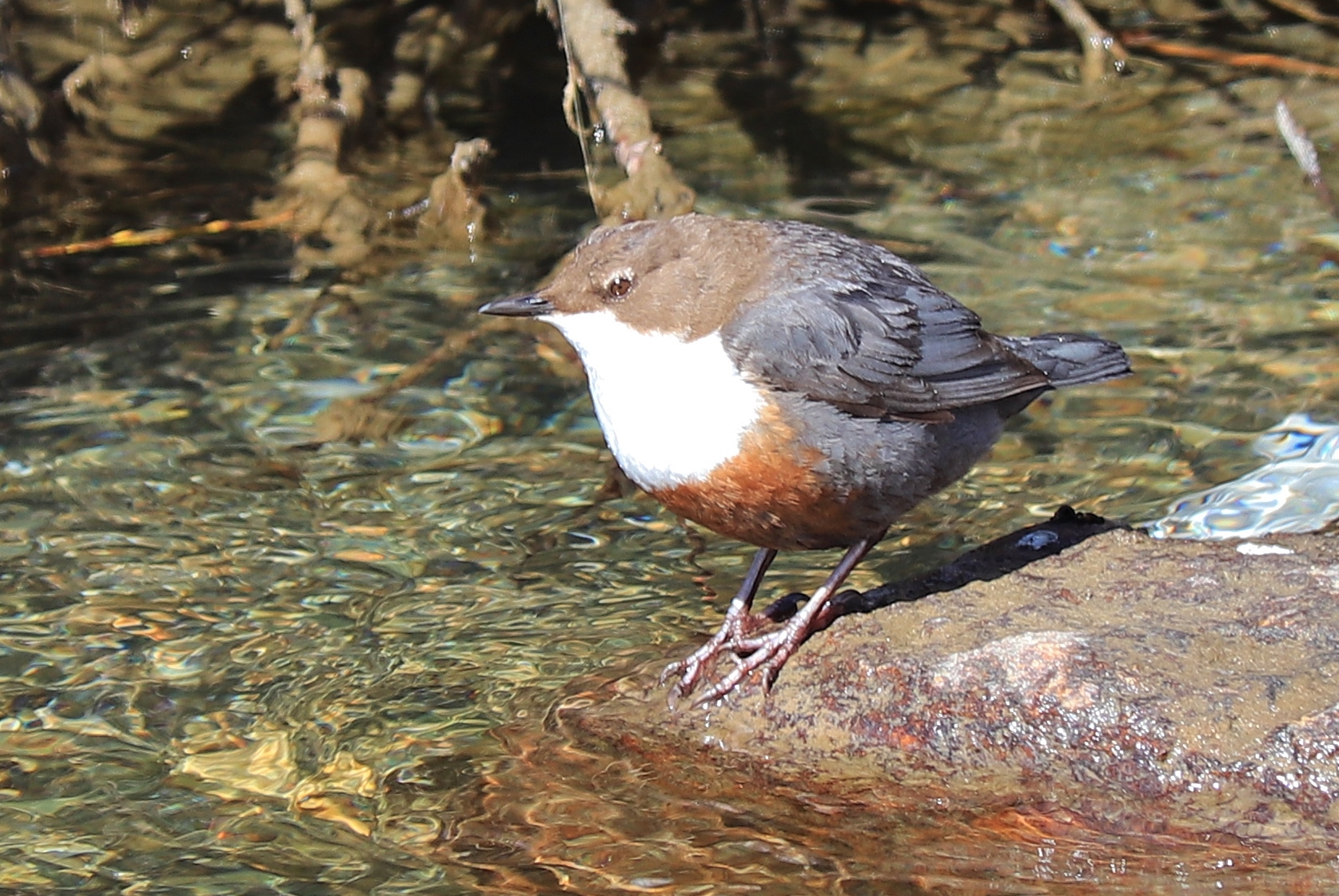Cinclus cinklus (pluszcz)