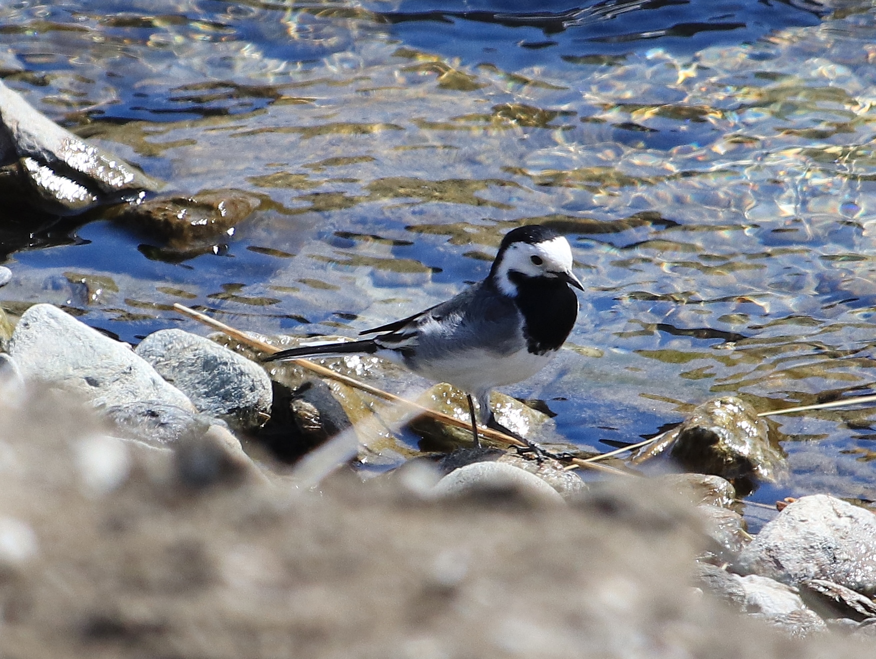 Motacilla alba (pliszka)
