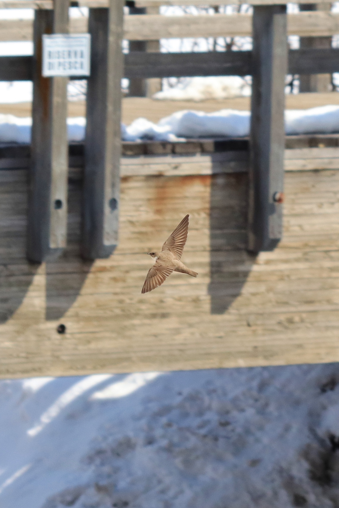 Apus apus (Jerzyk zwyczajny)