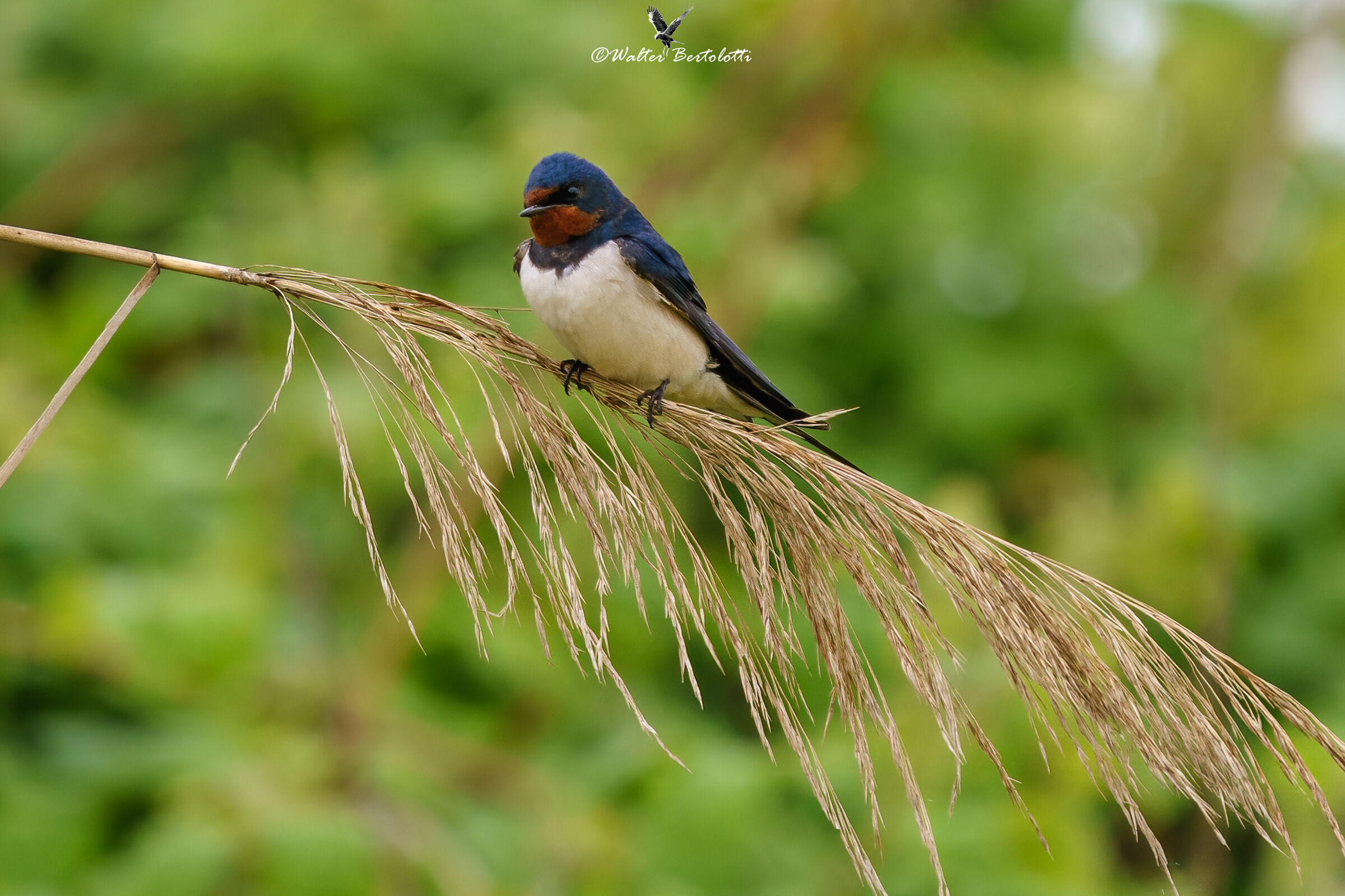 messaggera di primavera
