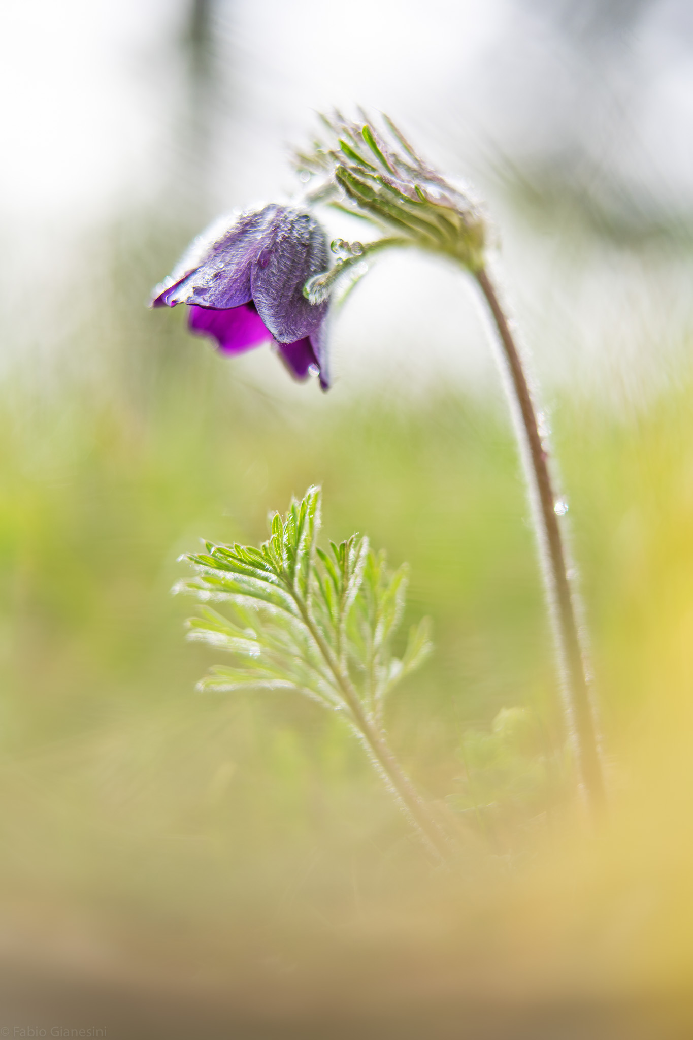 Pulsatilla