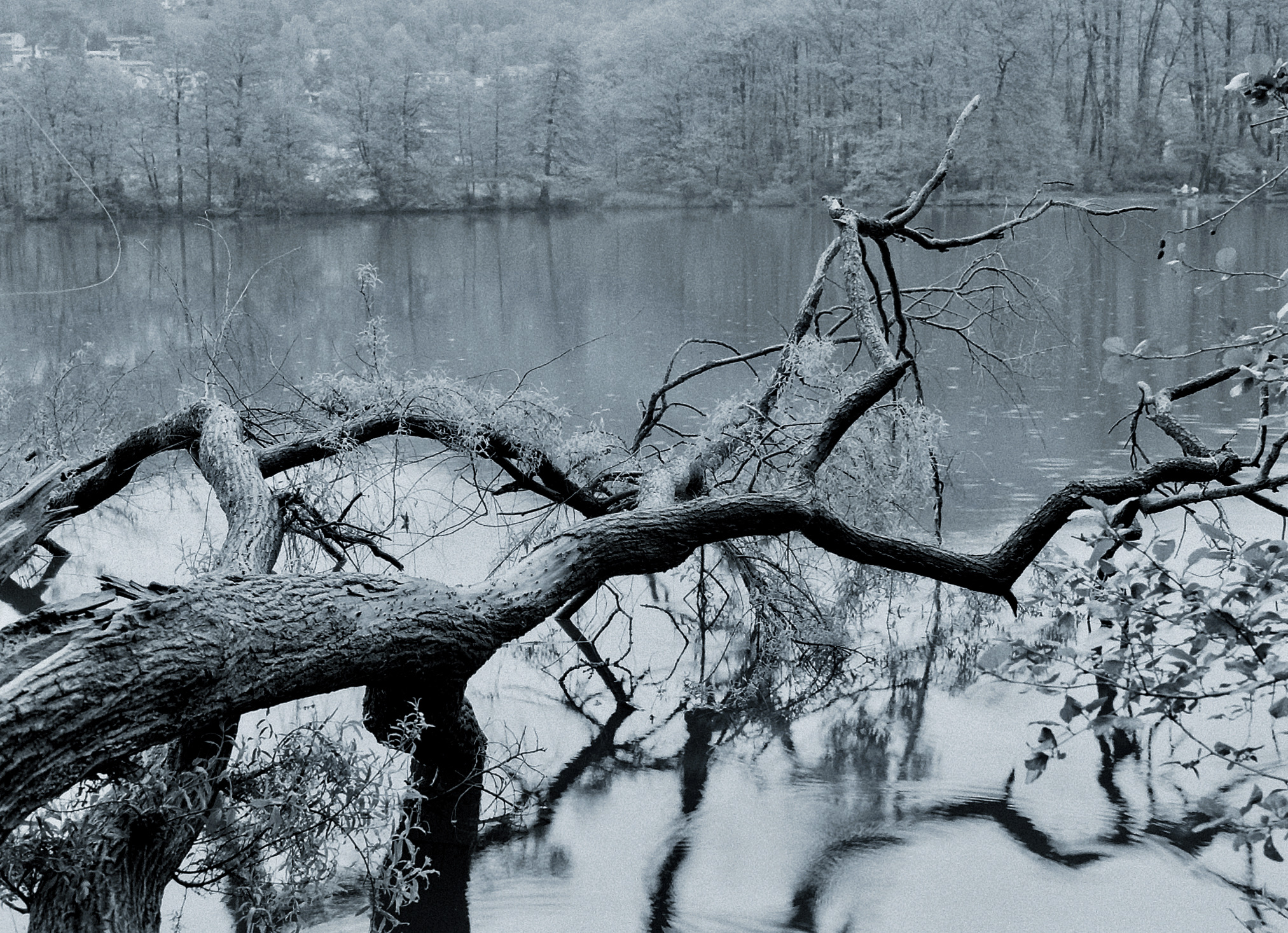 Il salice piangente ma anche morente