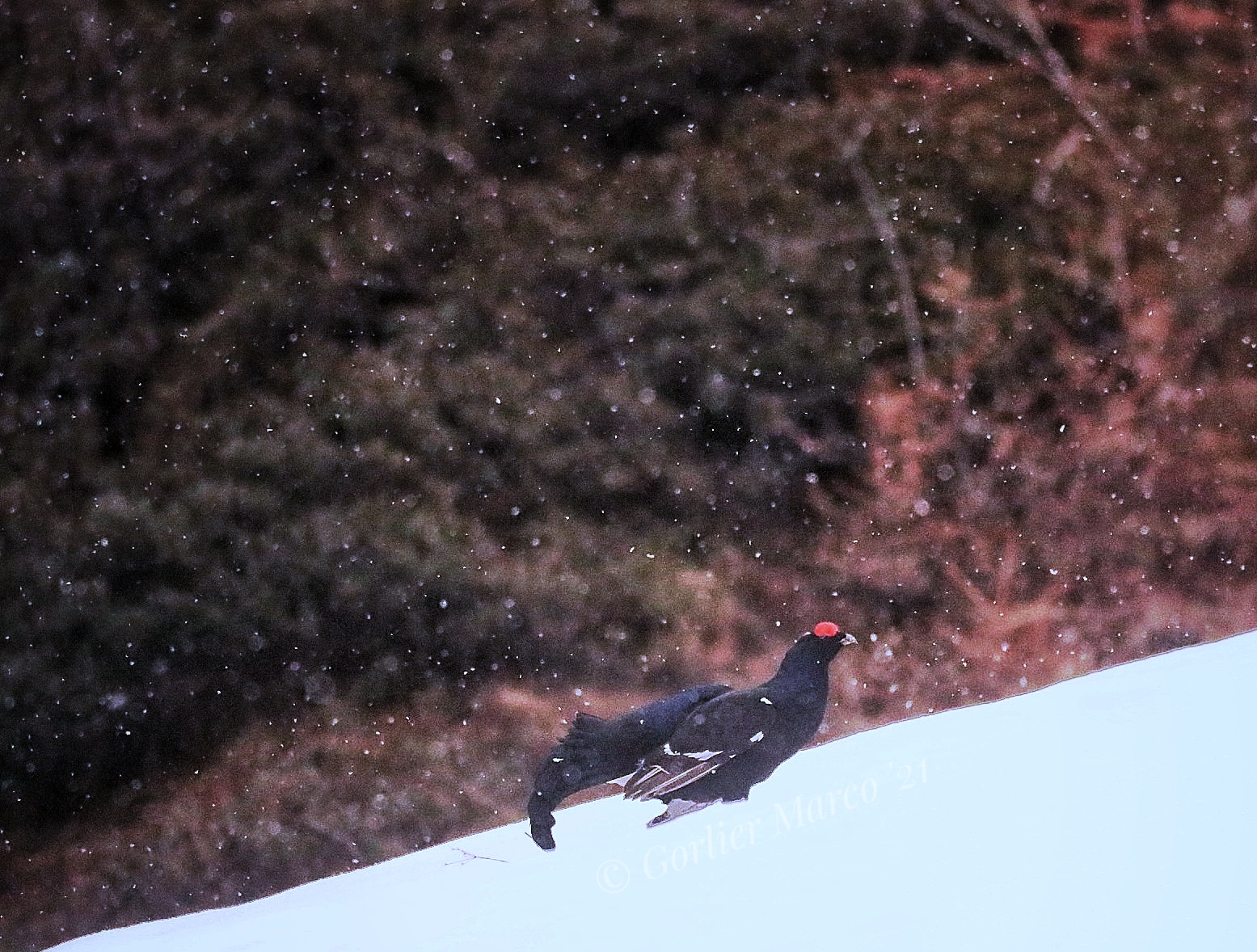 Forcello sotto una nevicata