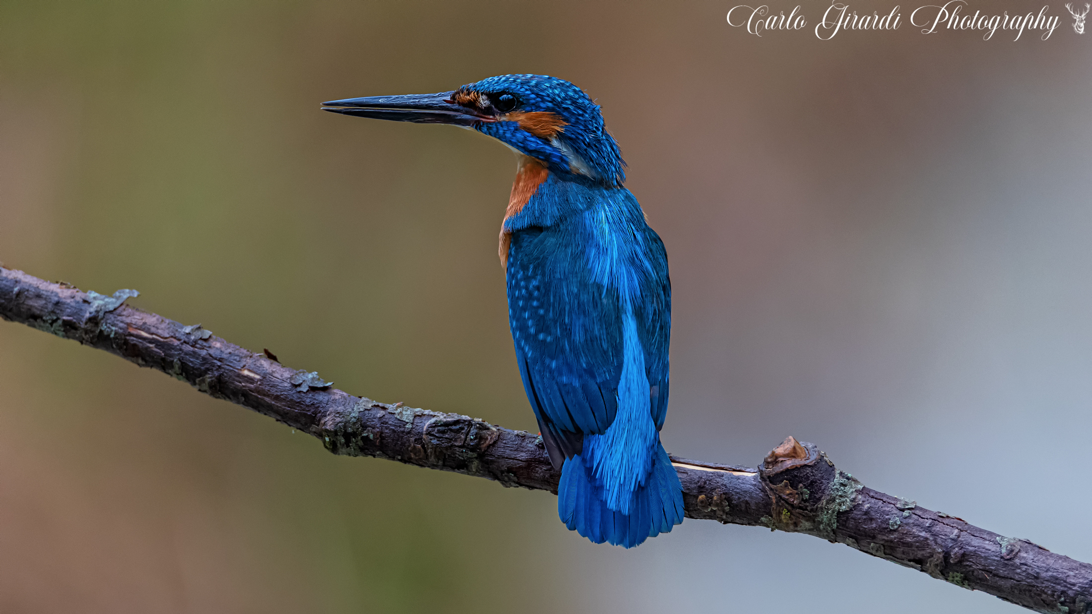 kingfisher
