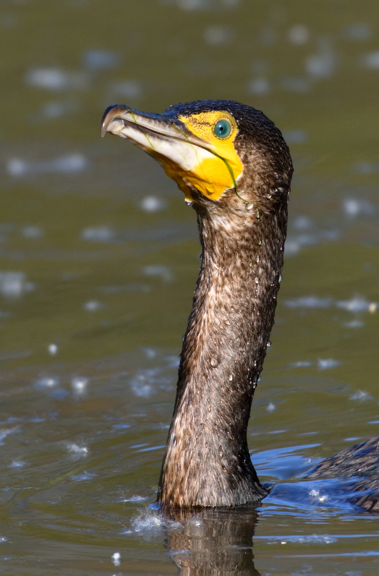 incontri ravvicinati....