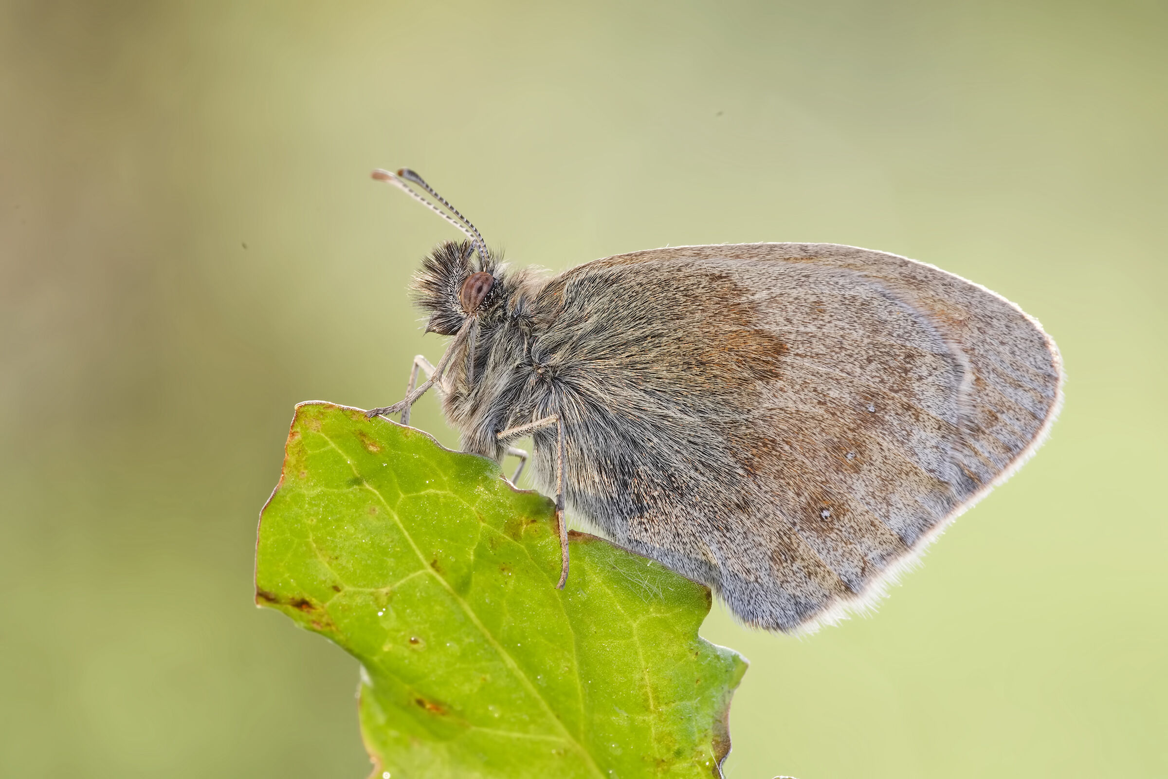 Coenonympha pamphilus