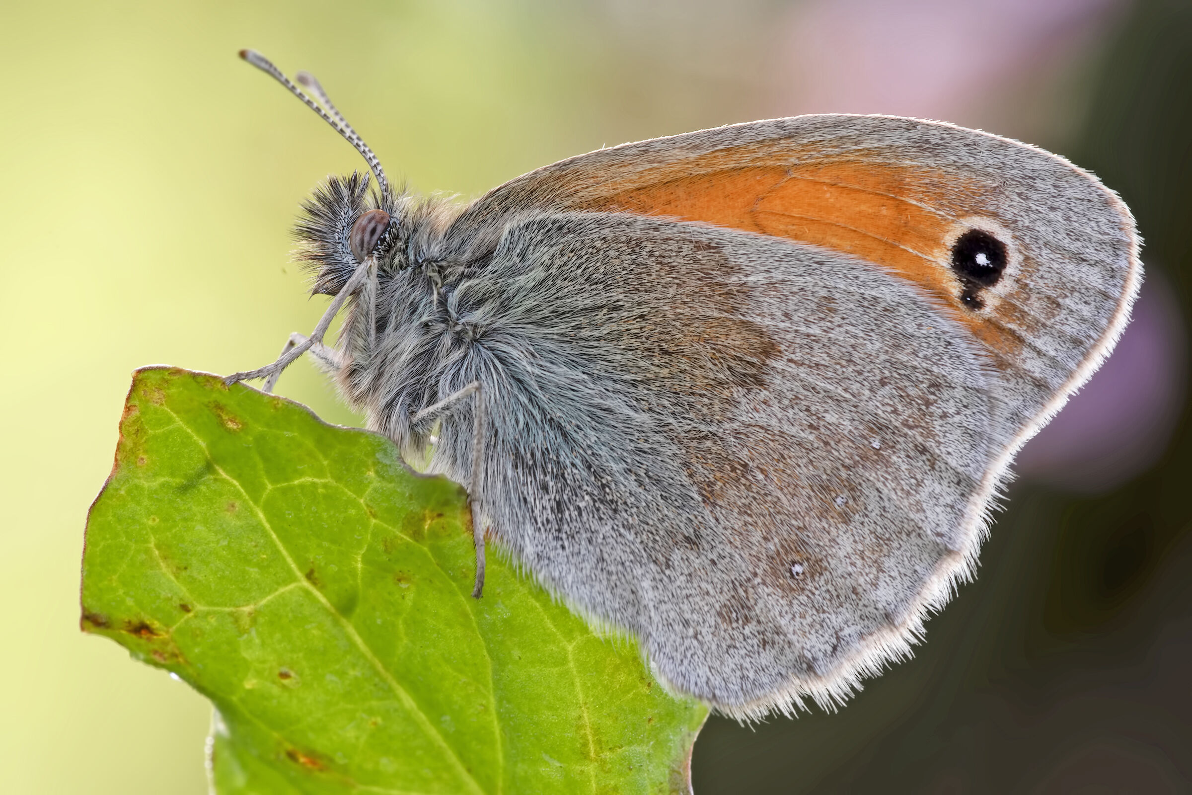 Coenonympha pamphilus