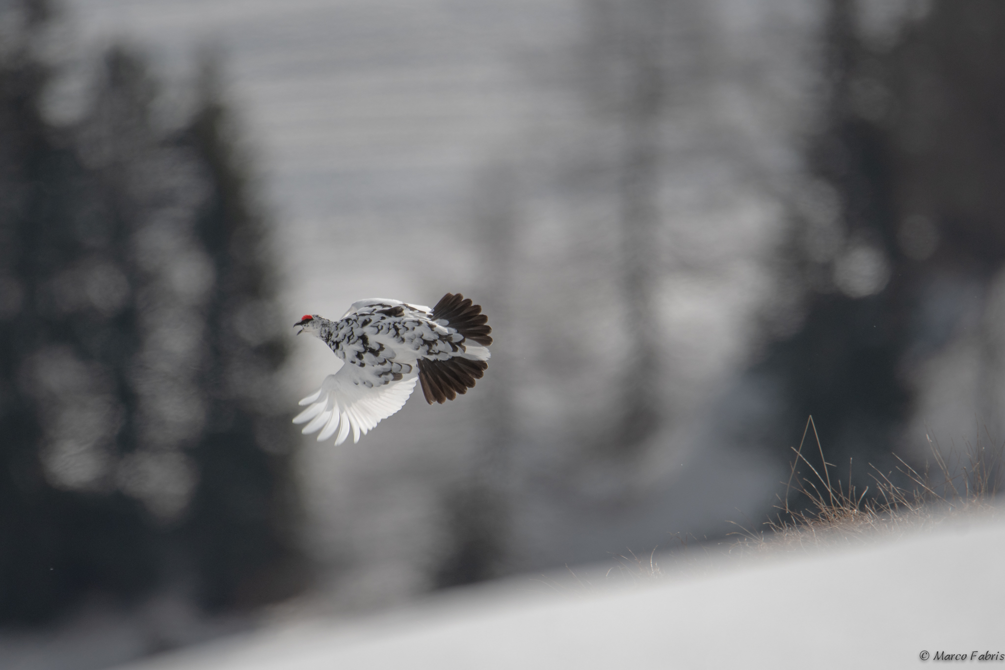 Flight