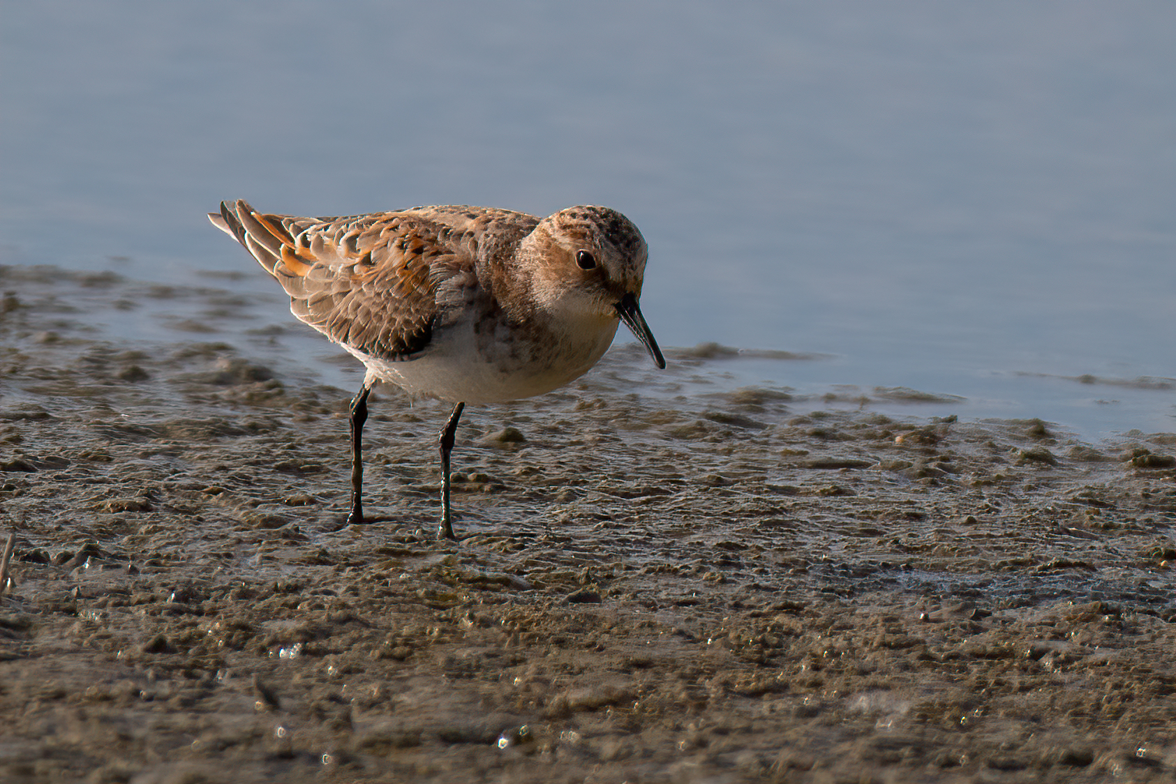 Piovanello tridattilo