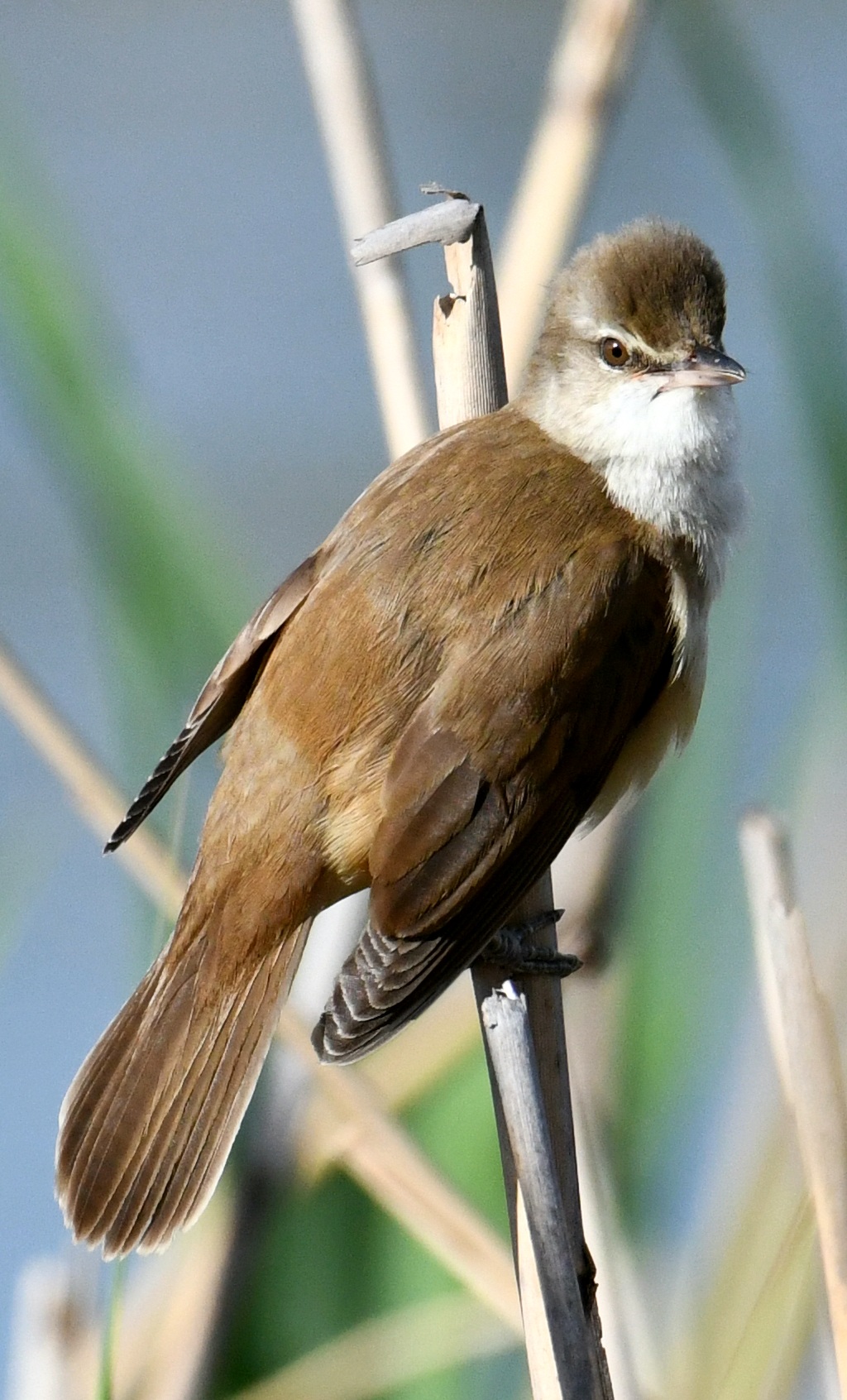 great reed warbler