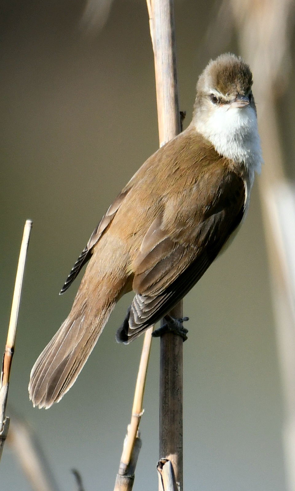 great reed warbler
