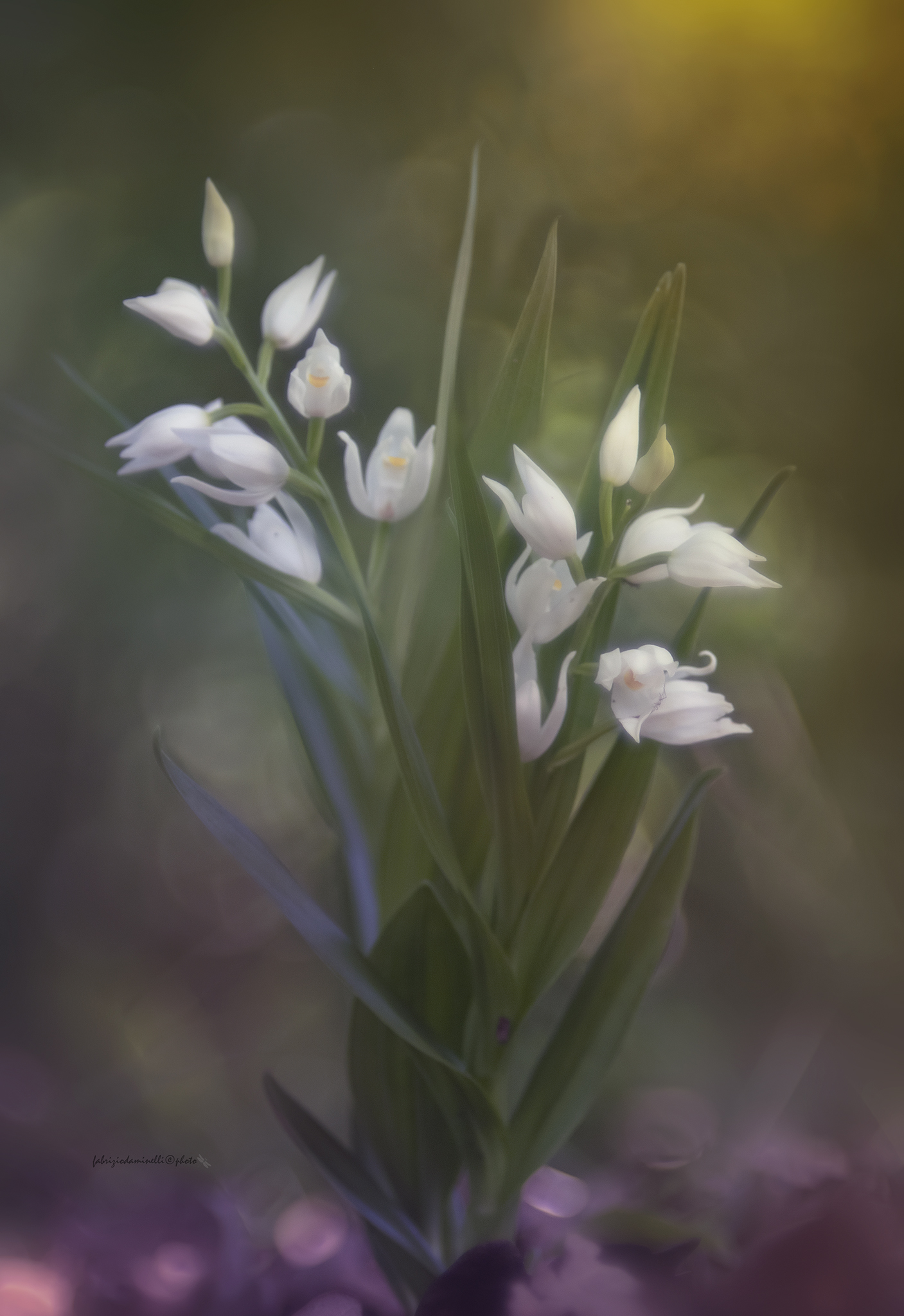 Cephalanthera longifolia