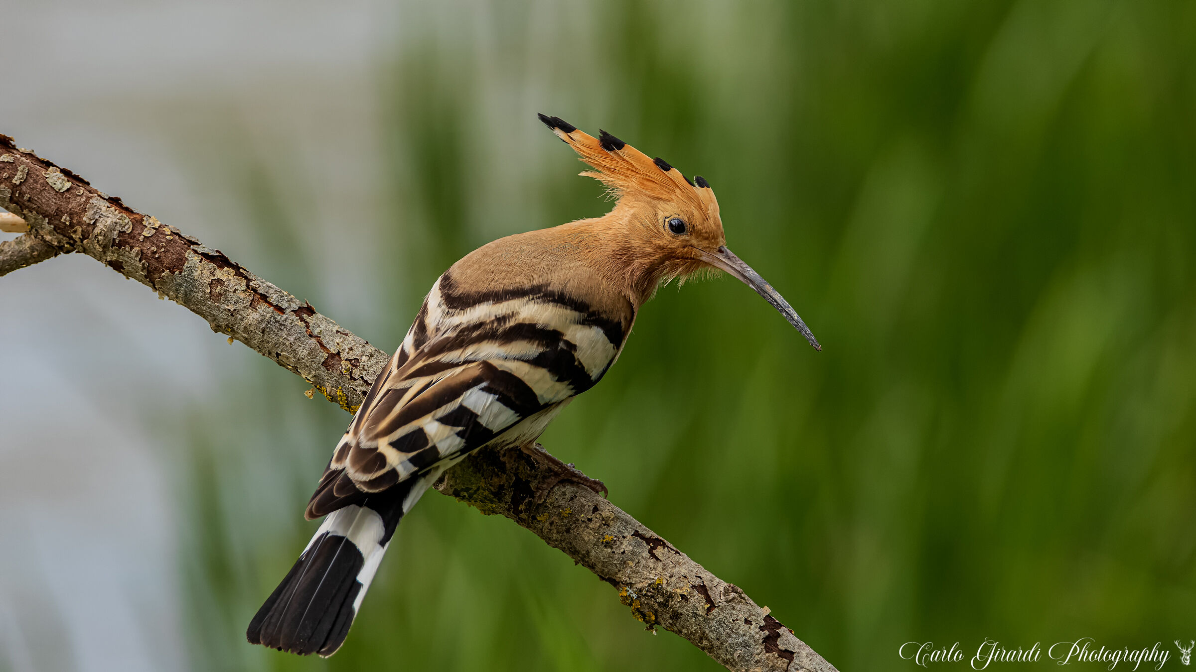 hoopoe