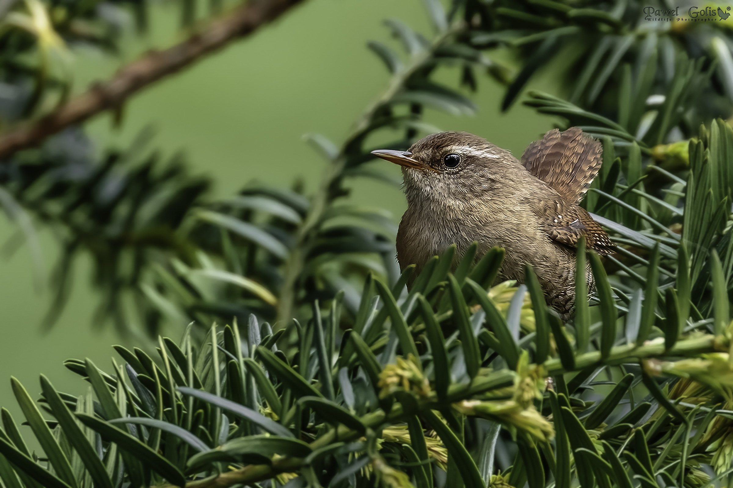 Scricciolo eurasiatico (Troglodytes troglodytes)