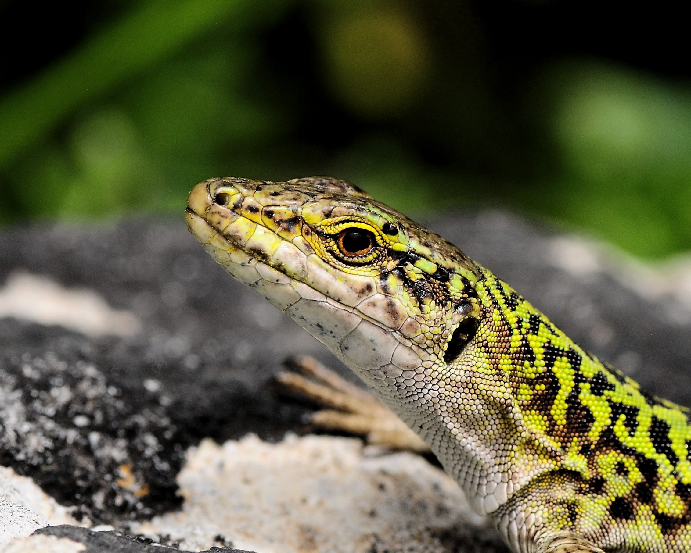 Signora lucertola in primo piano