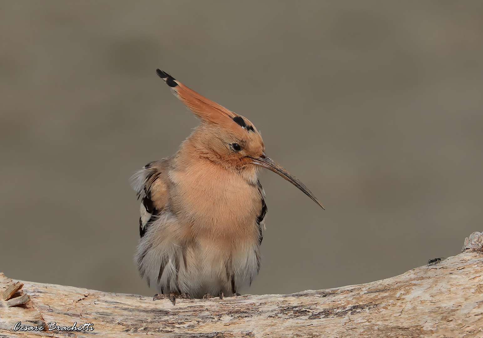 l'upupa e la formica.scatto balneare