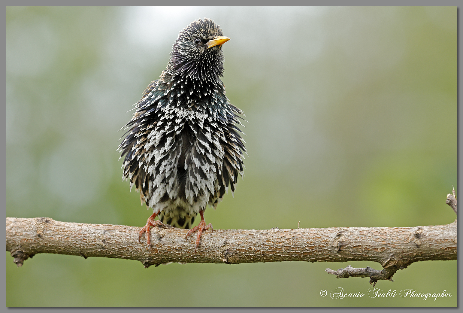 Starling who took the shock!