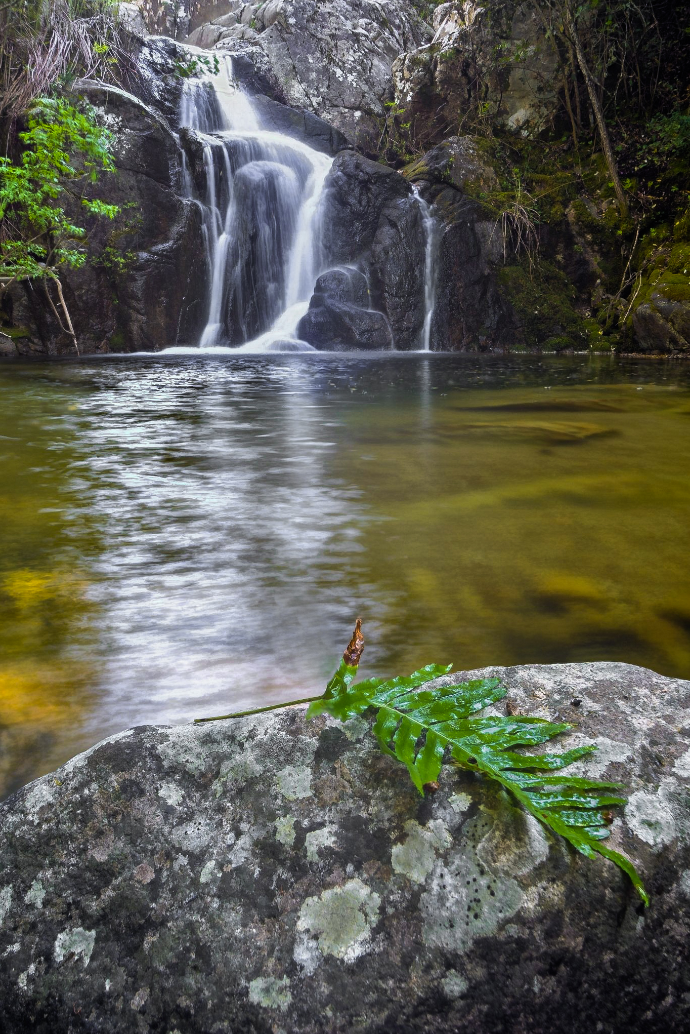 Primo focus stacking