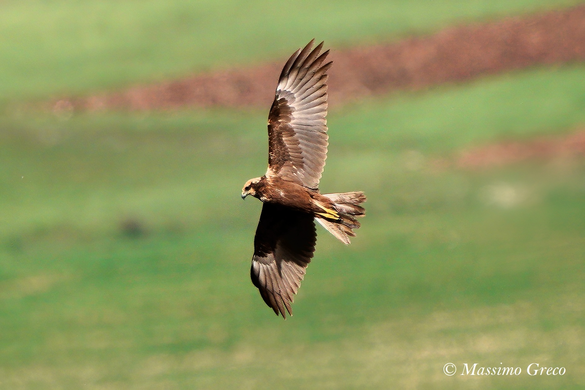 Falco di palude (Circus aeruginosus)