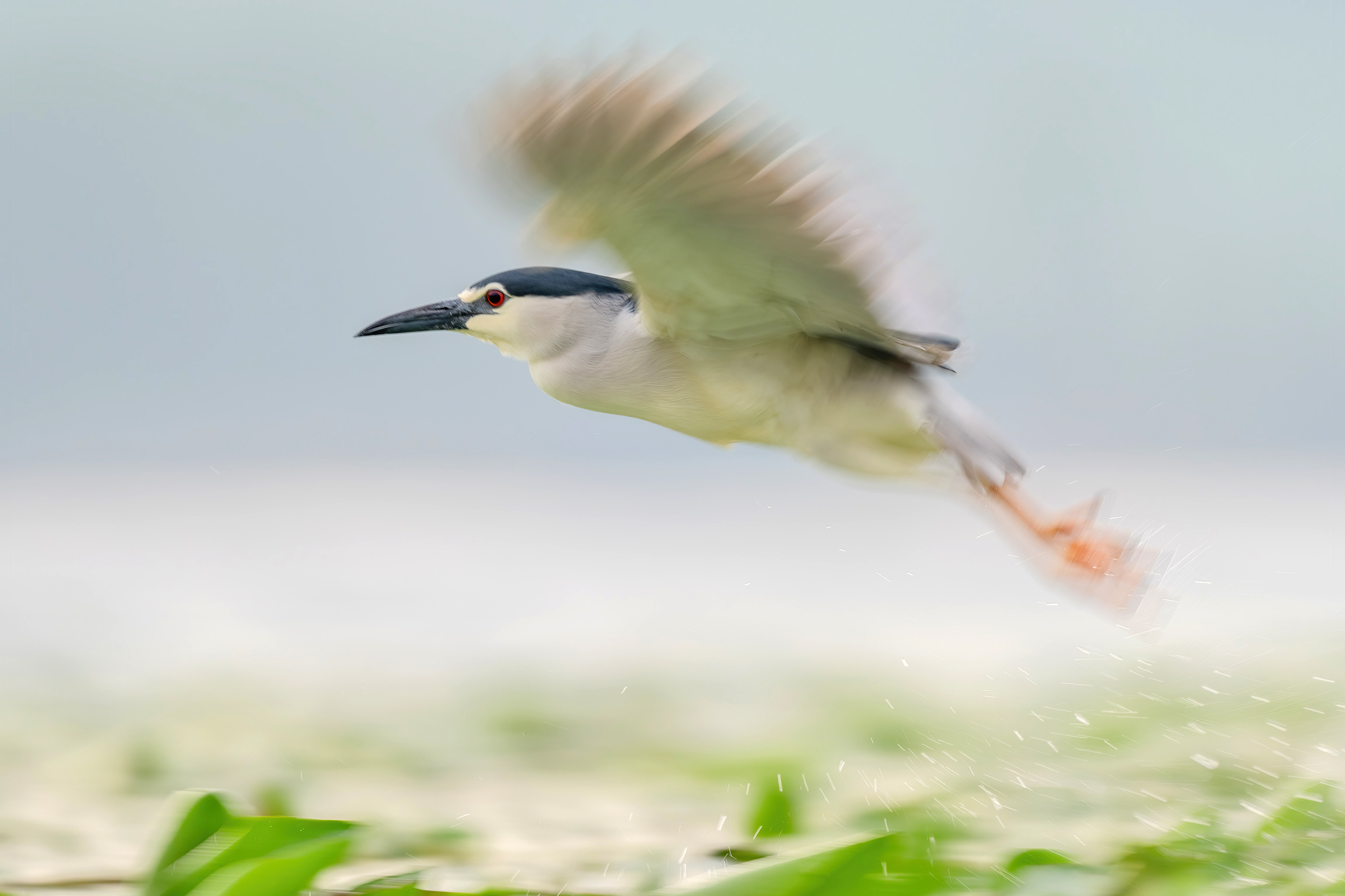 Nitticora in decollo