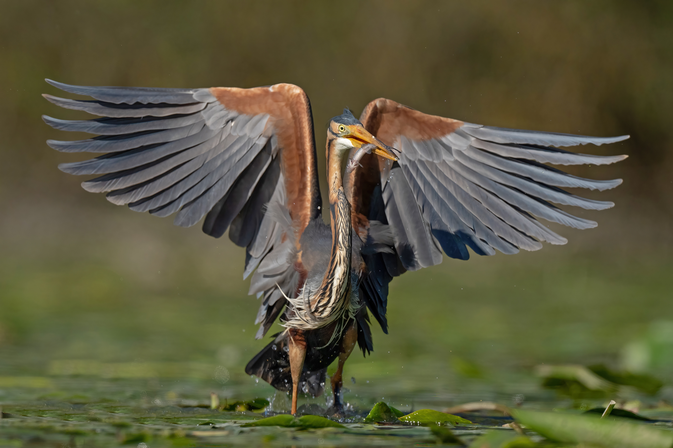 Abbraccio con la preda