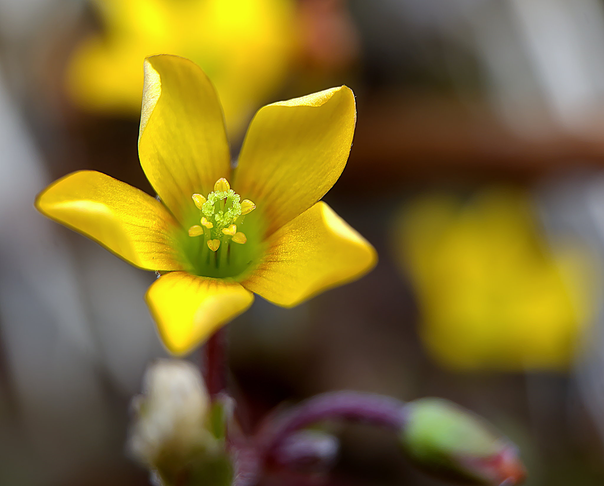 Corniculate oxalis