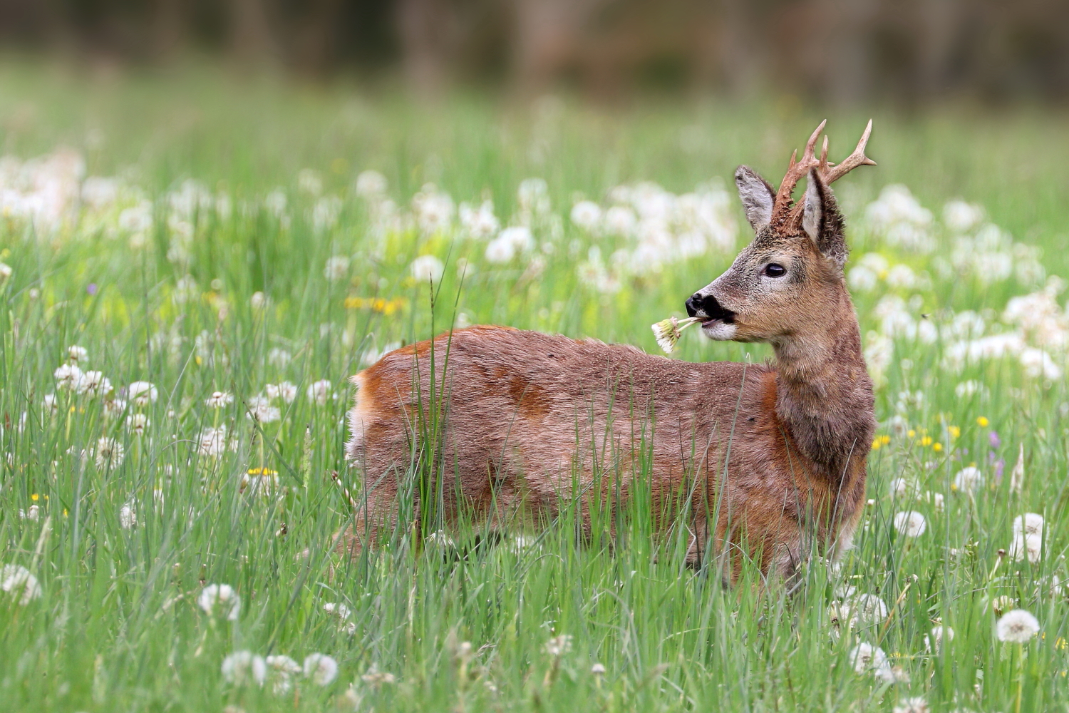 Capriolo primaverile
