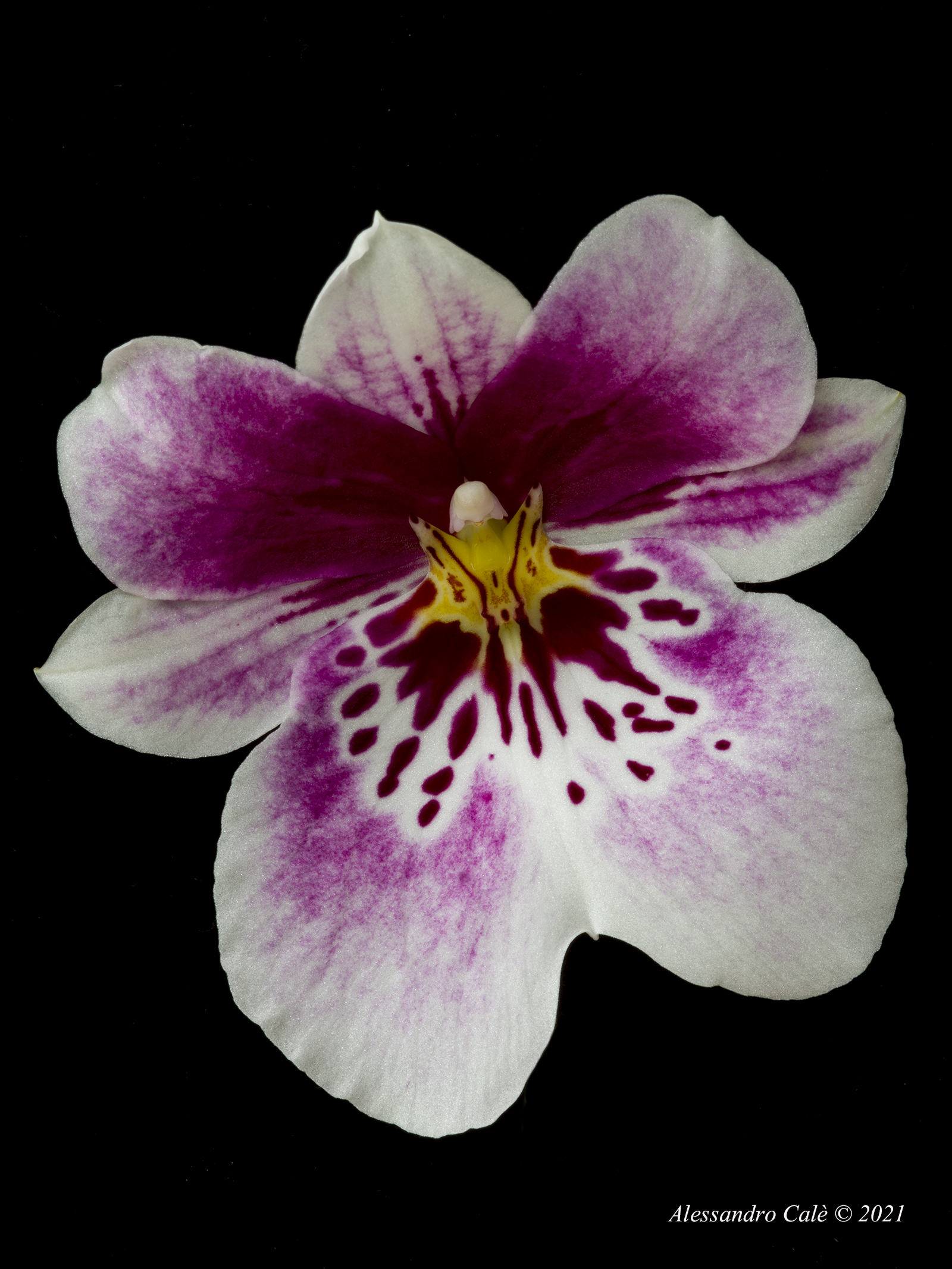 Orchid 0399