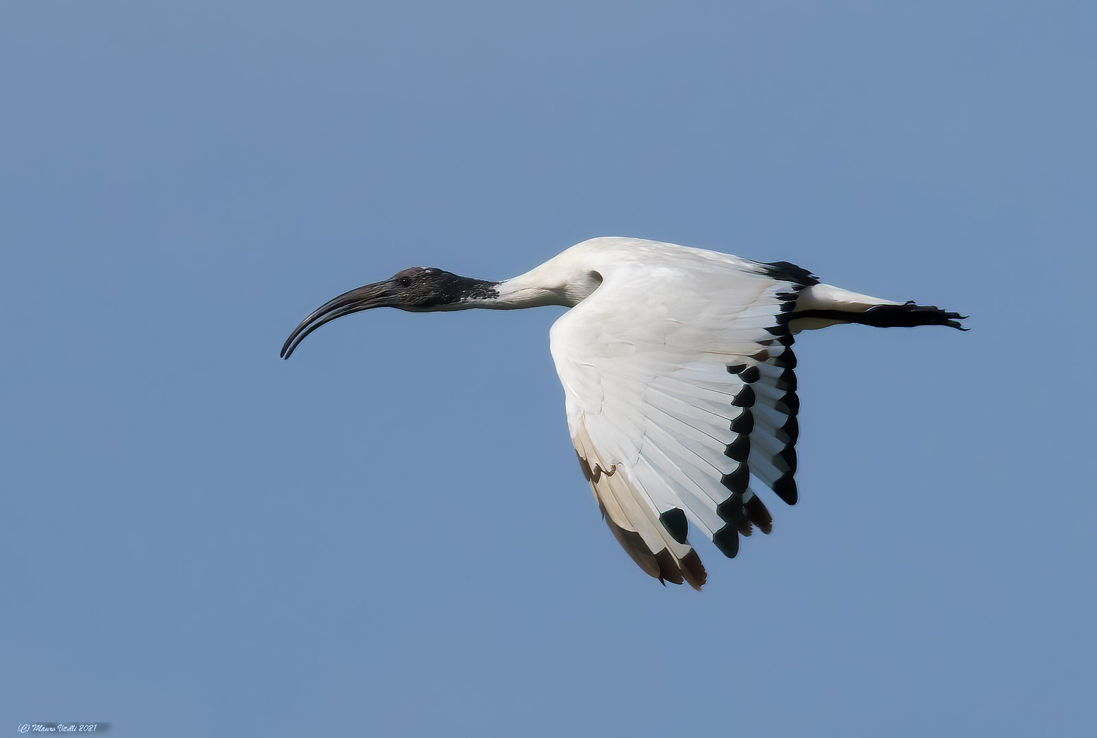 Sacred Ibis (Threskiornis aethiopicus)