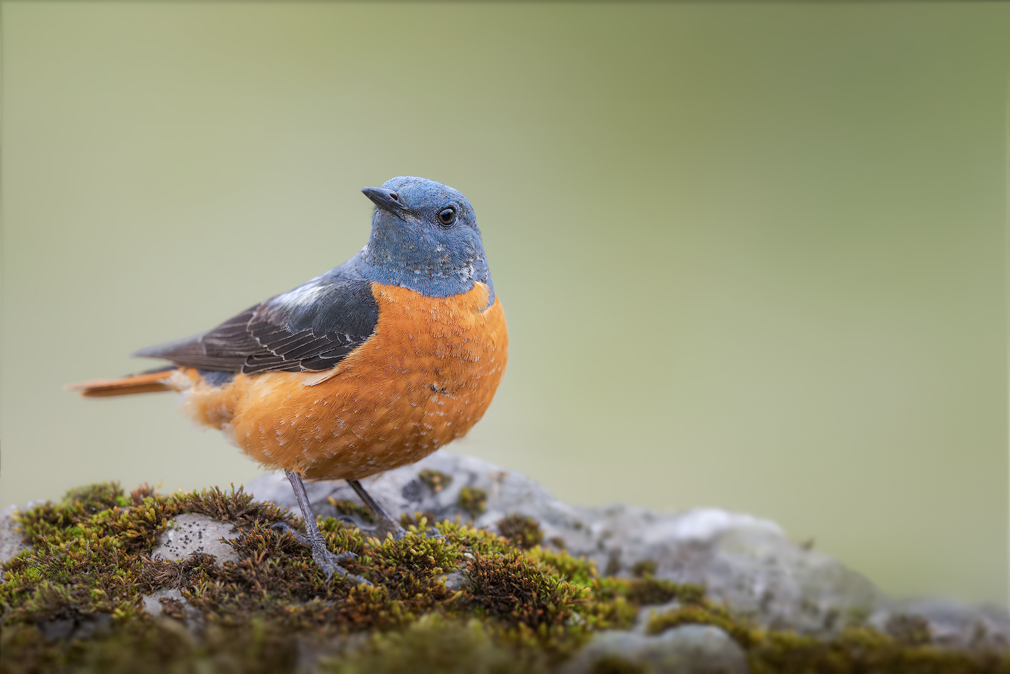 rock thrush