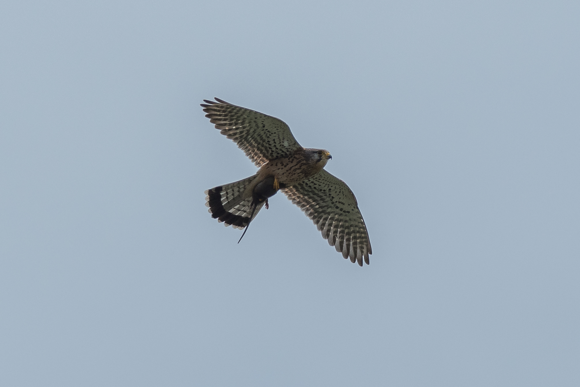 kestrel