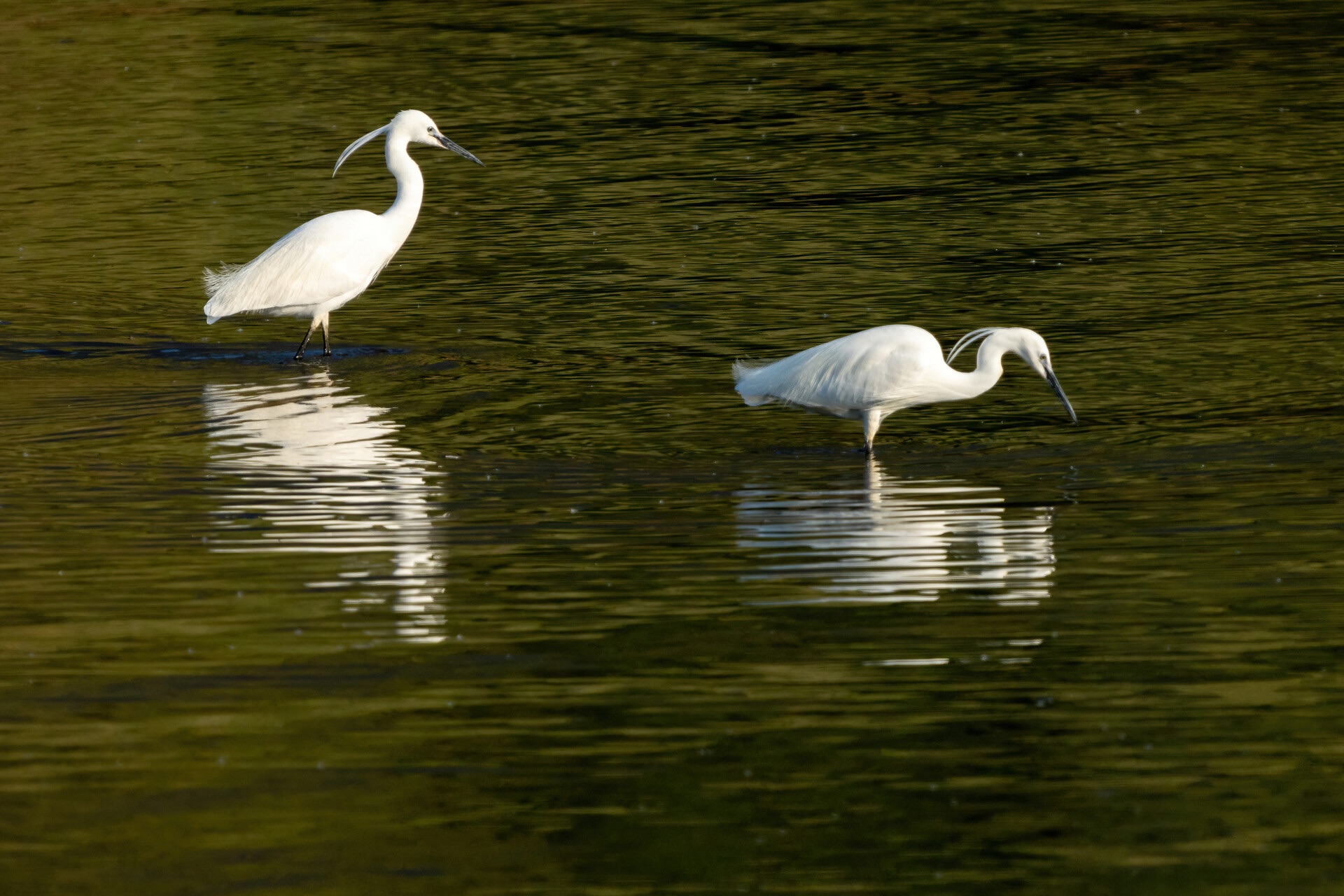 Egrets Red Bubble Switzerland