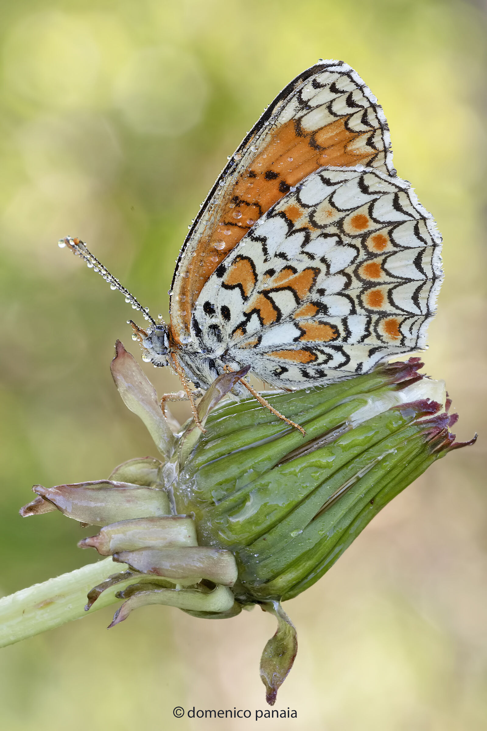 Melitaea phoebe