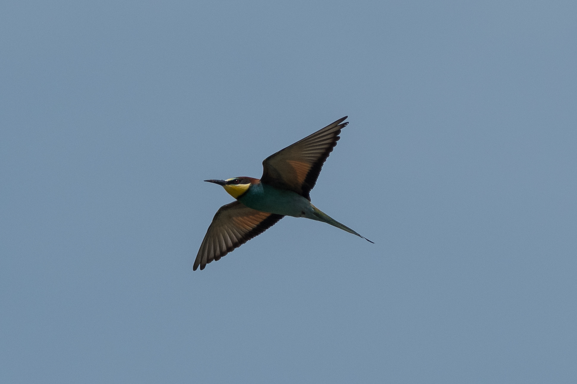 bee-eater