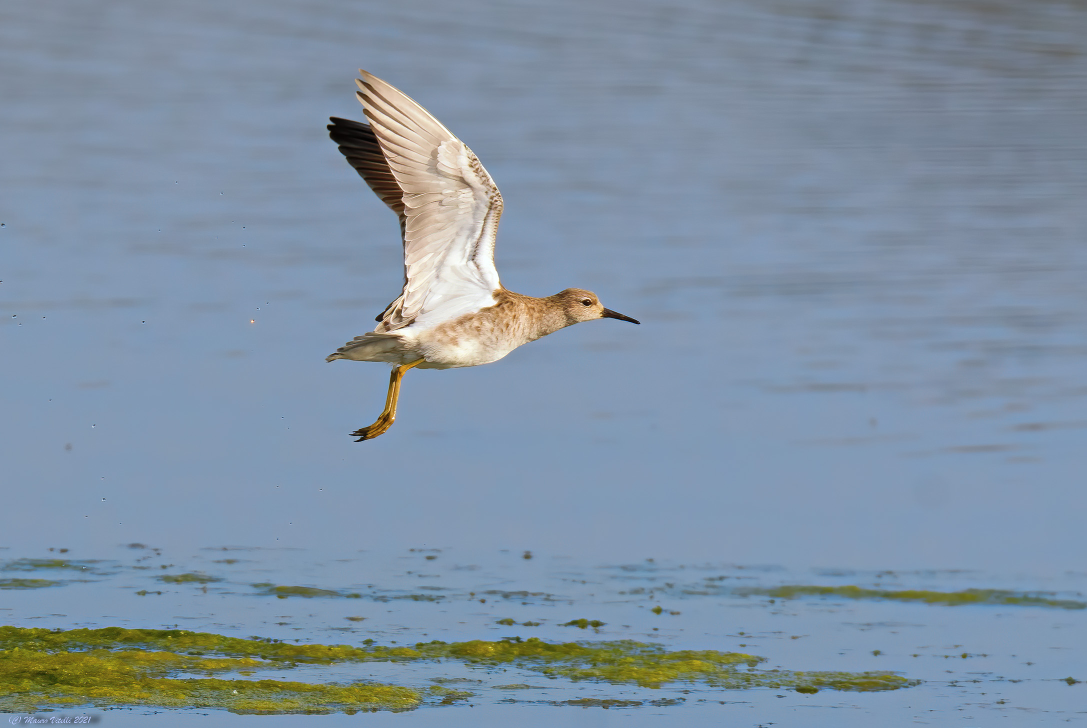 Fighter (Philomachus pugnax)