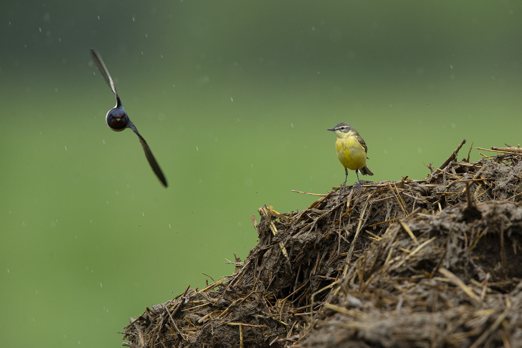 From manure are born the flowers
