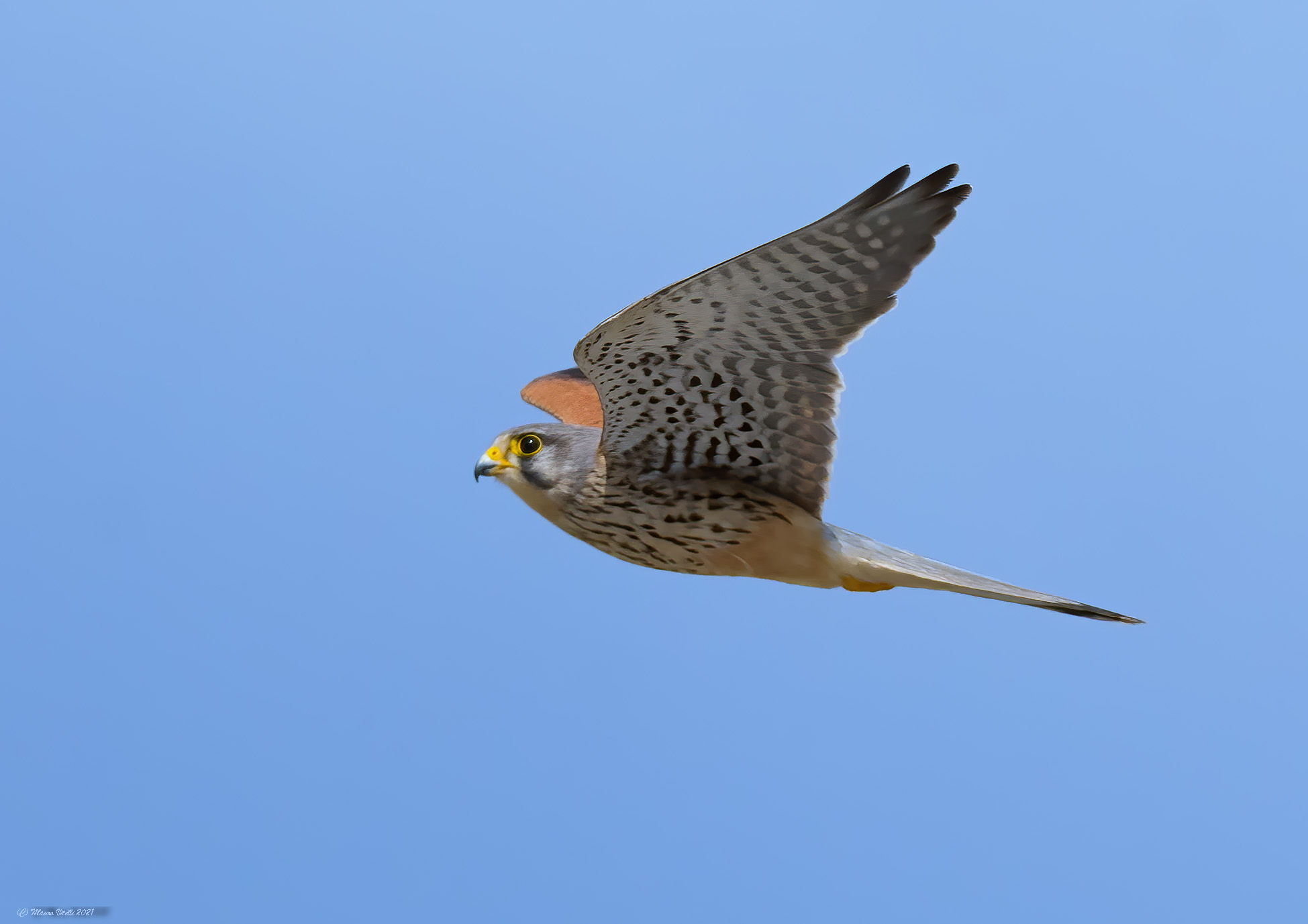 Gstreg (Falco tinnunculus)