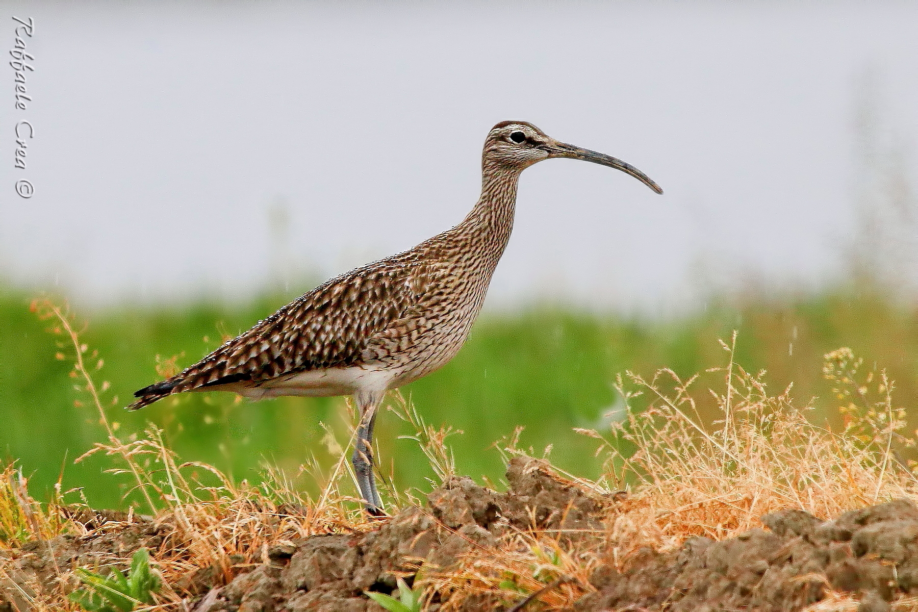 Chiurlo Piccolo con Perlage di pioggia