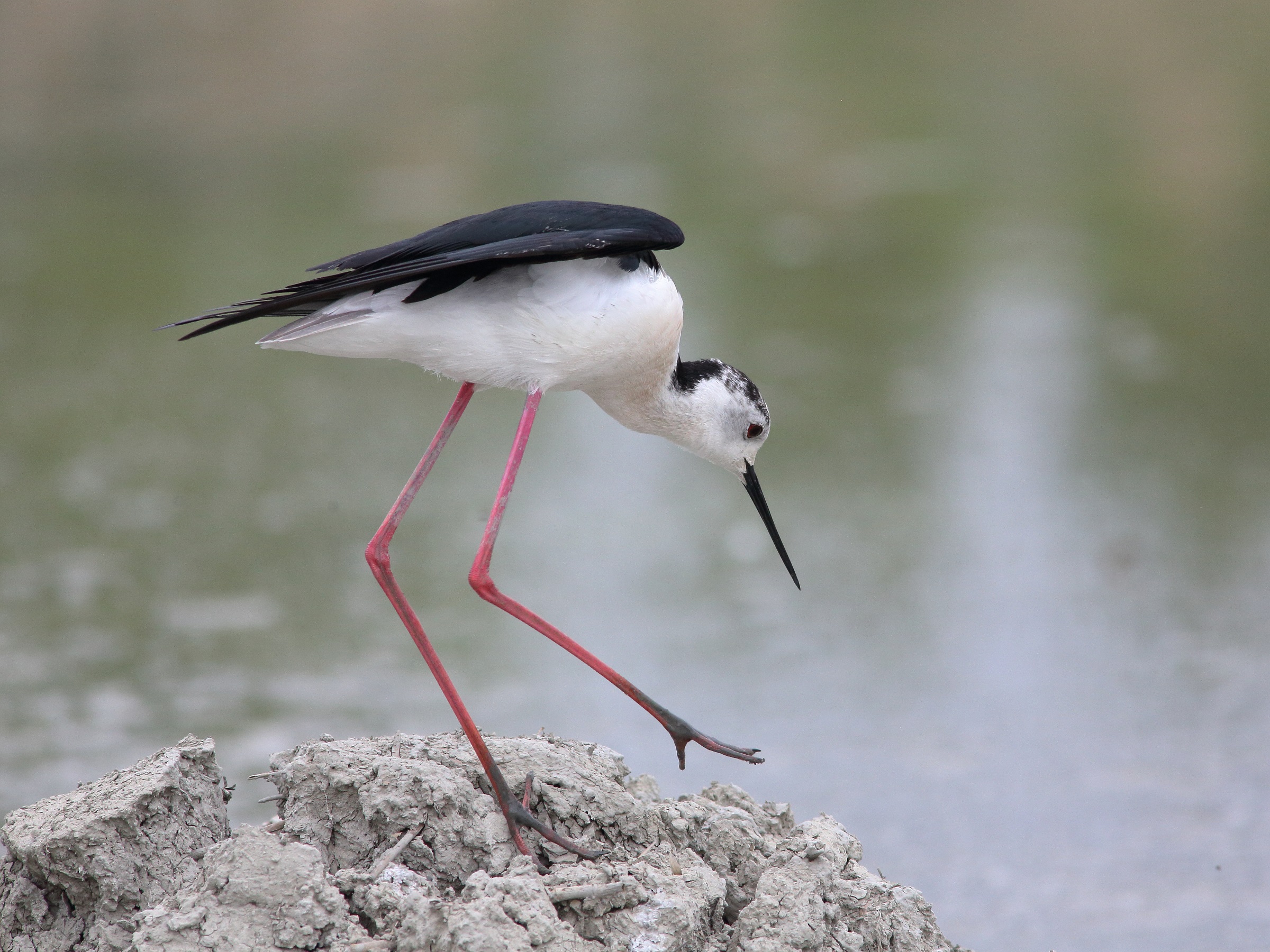 Cavaliere d'Italia    Himantopus himantopus