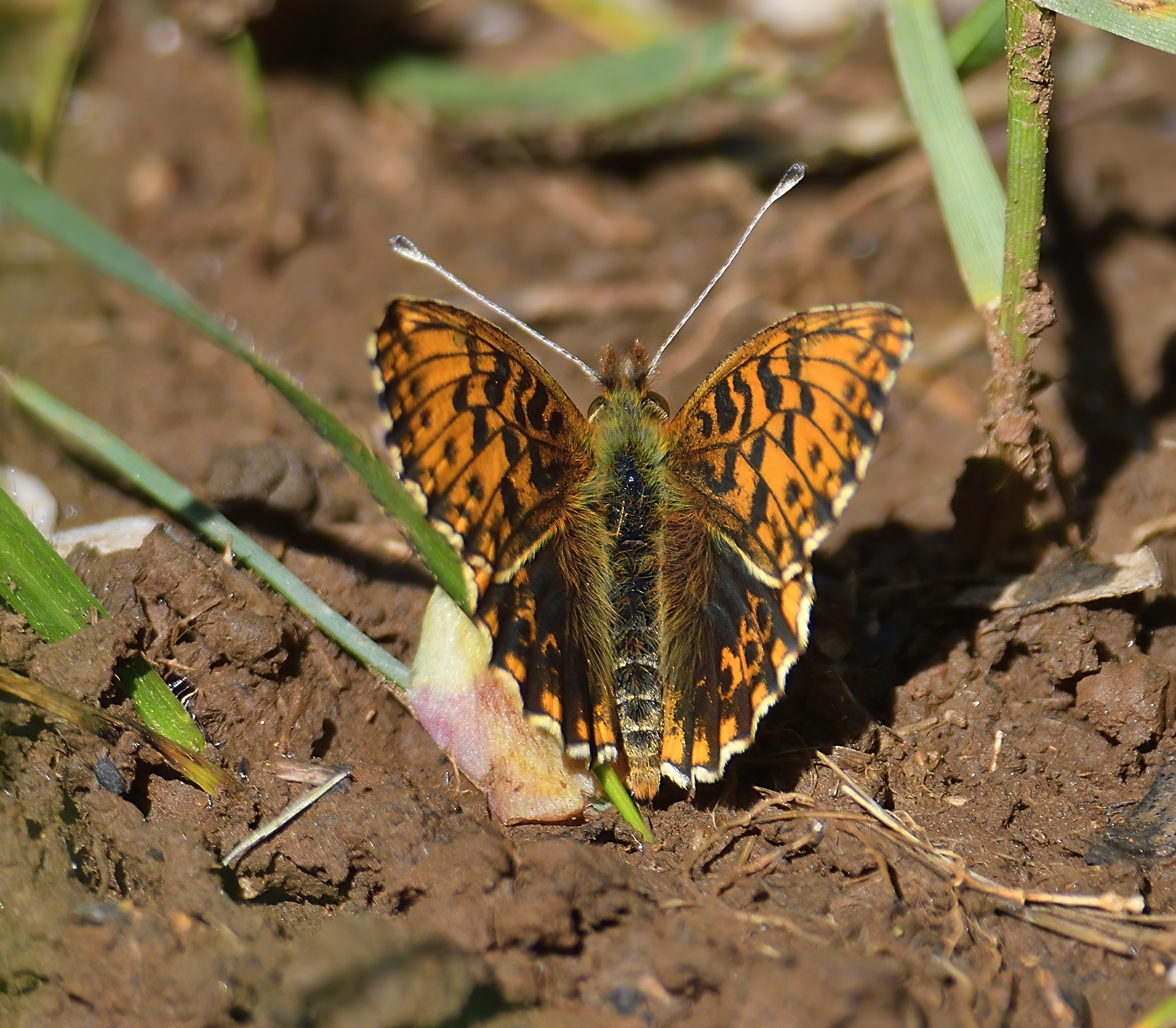 Deposizione ... (Brenthis daphne)