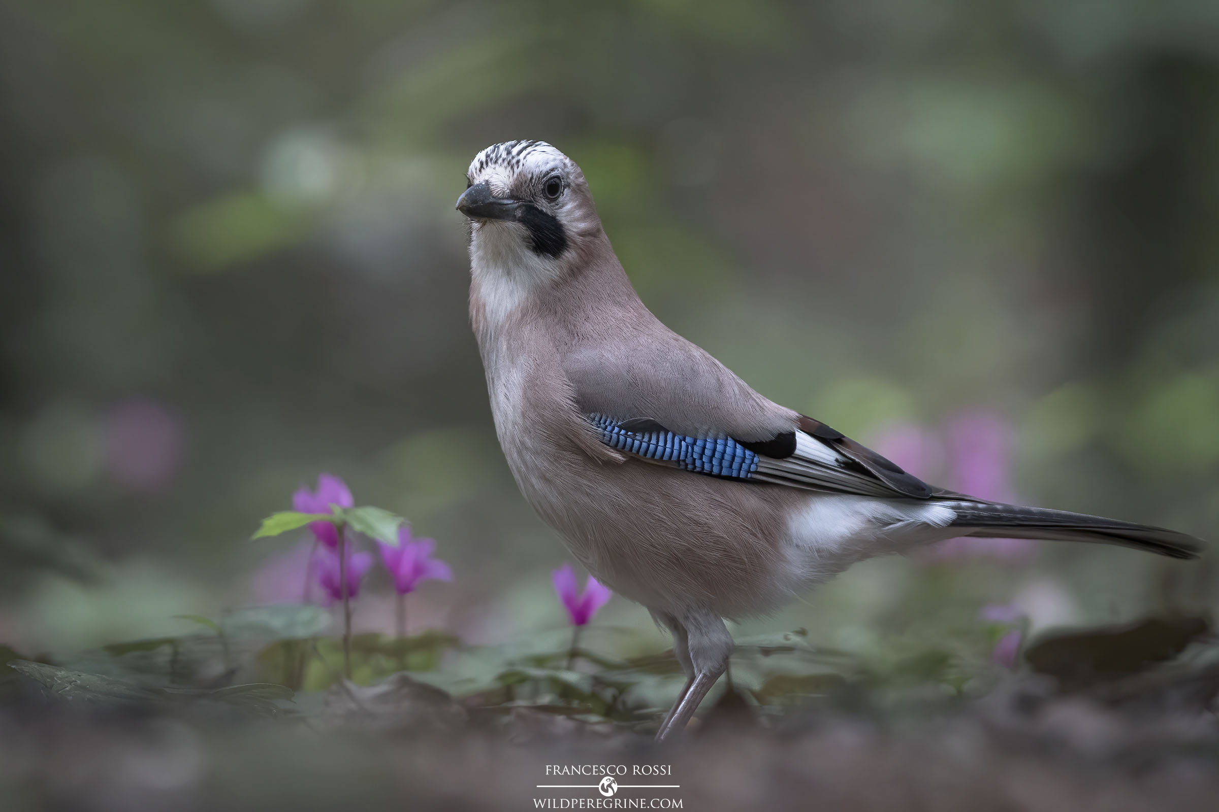 La Ghiandaia e i ciclamini