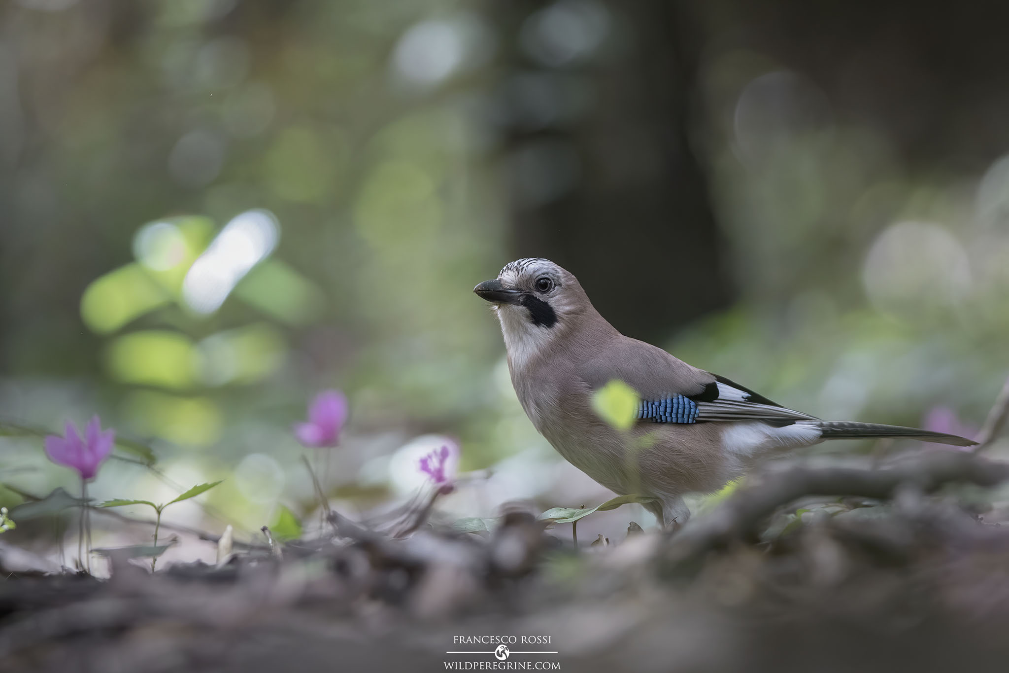 A spasso nel sottobosco