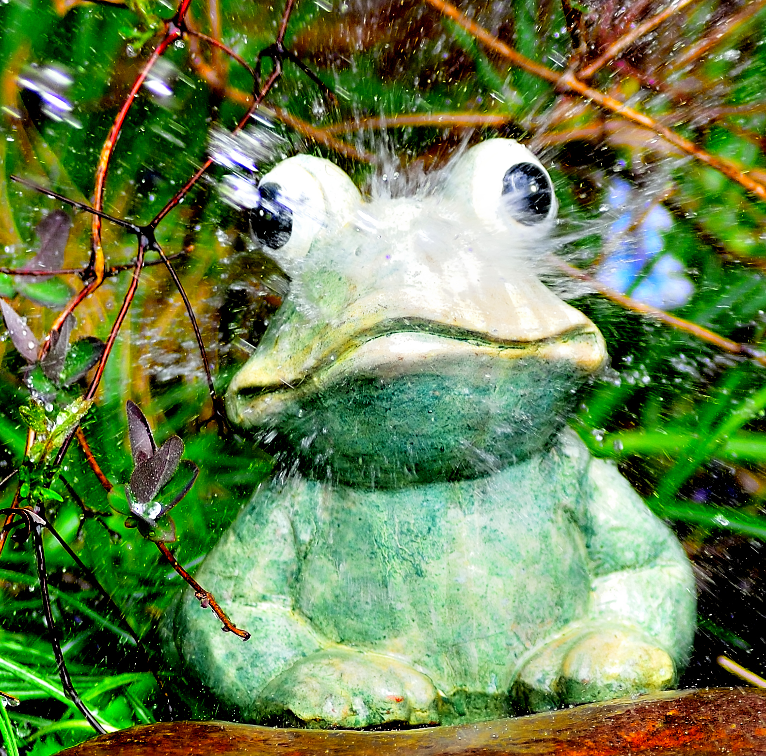 Funny frog