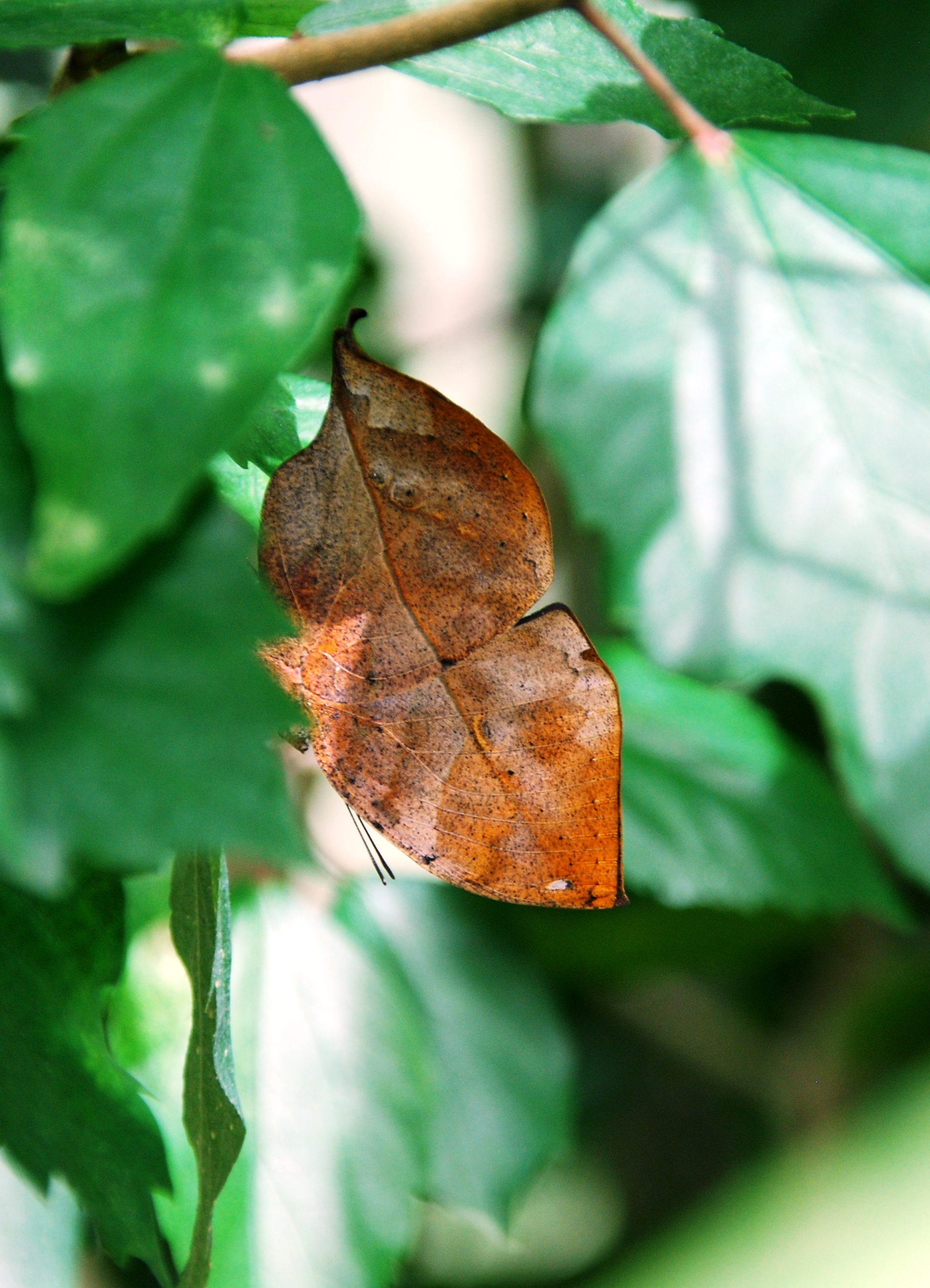 Butterfly Leaf