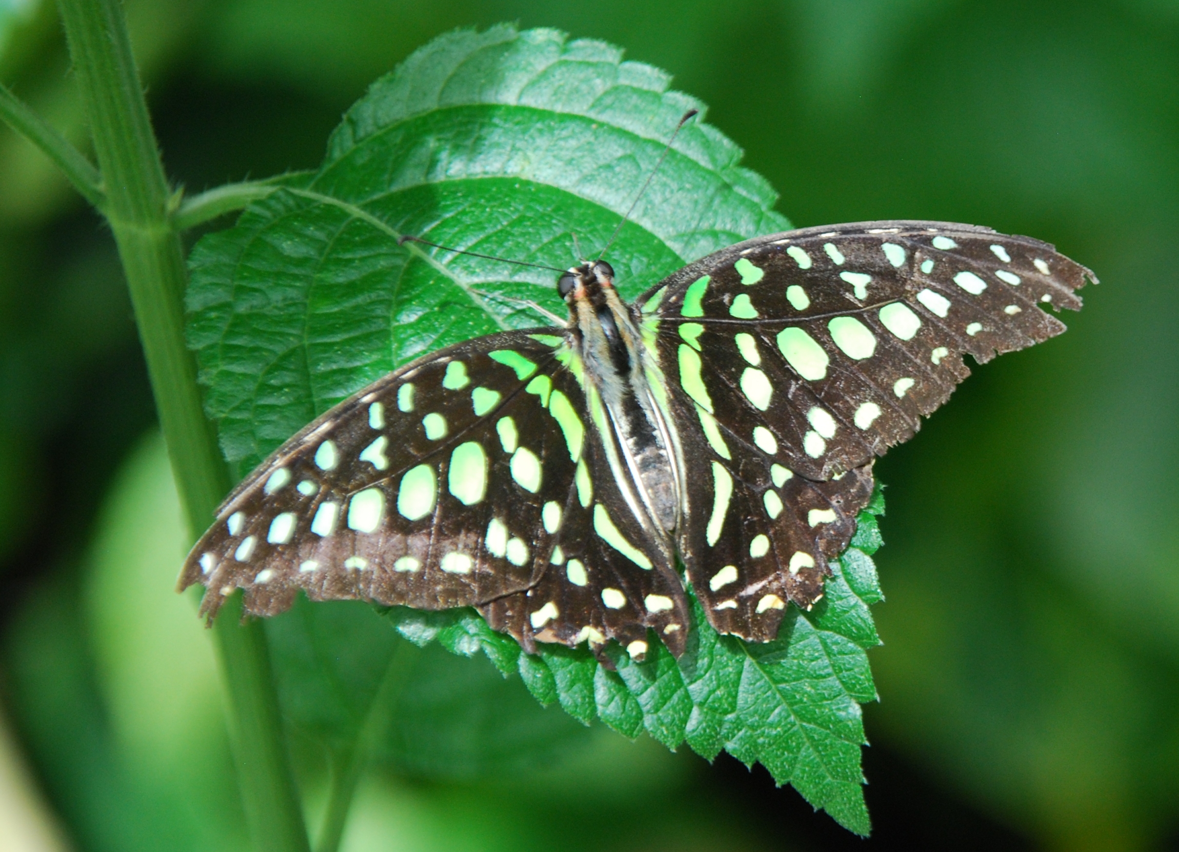 Green Butterfly