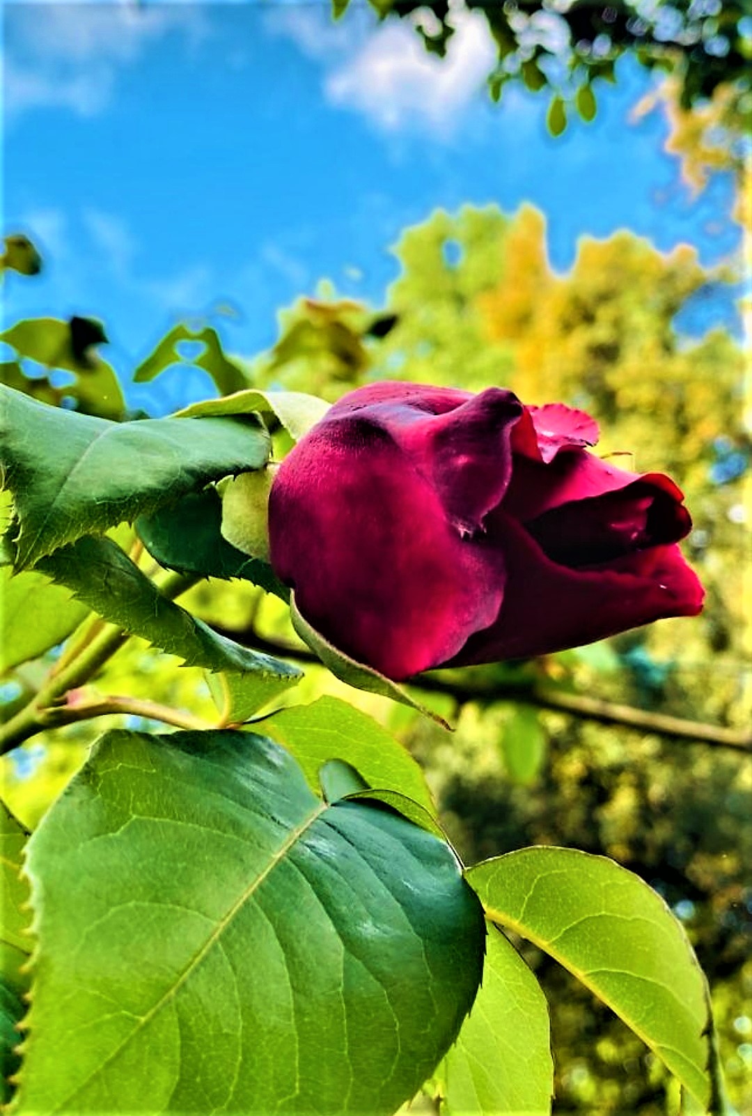 may rose