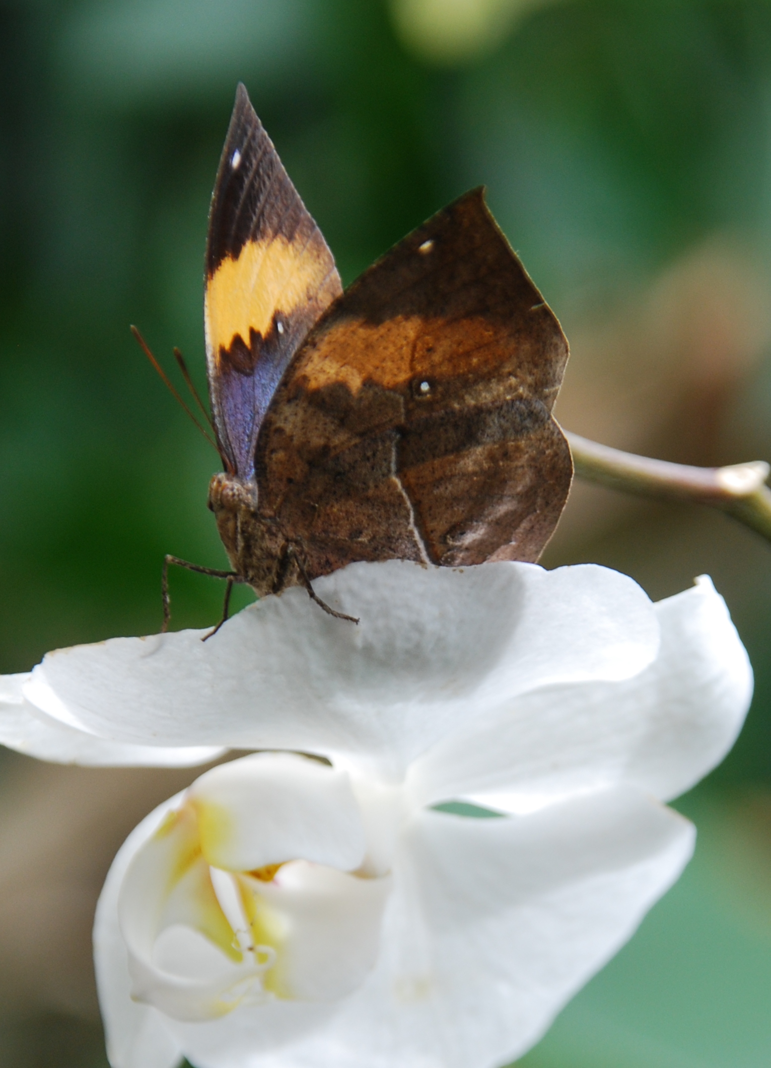 Butterfly on White Flower