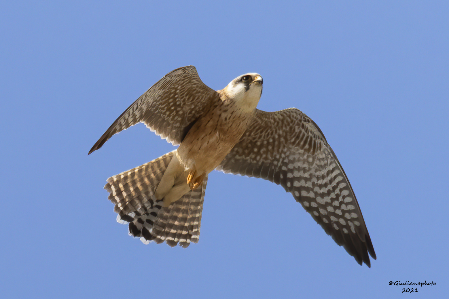 Falco cuculo