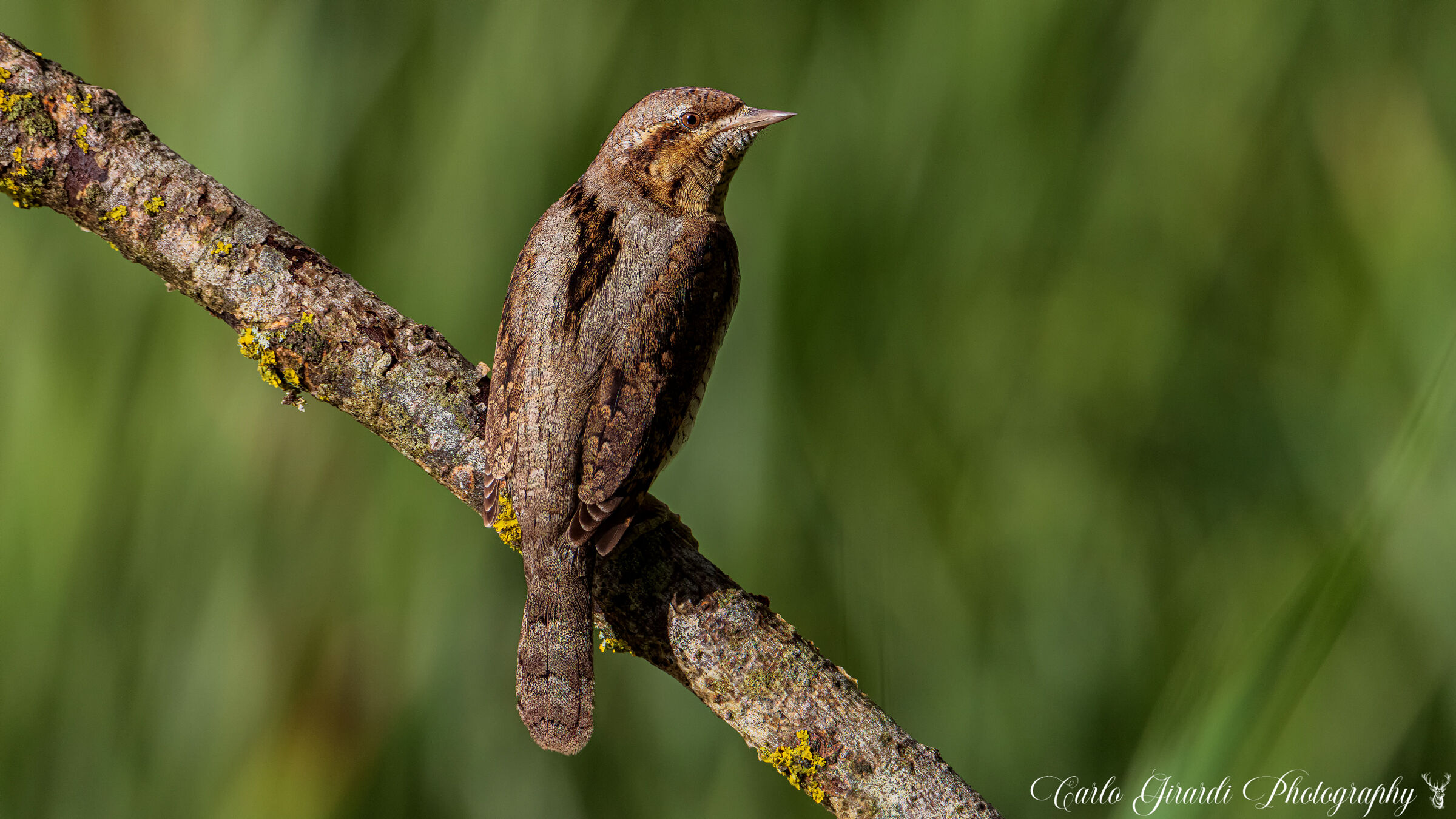wryneck