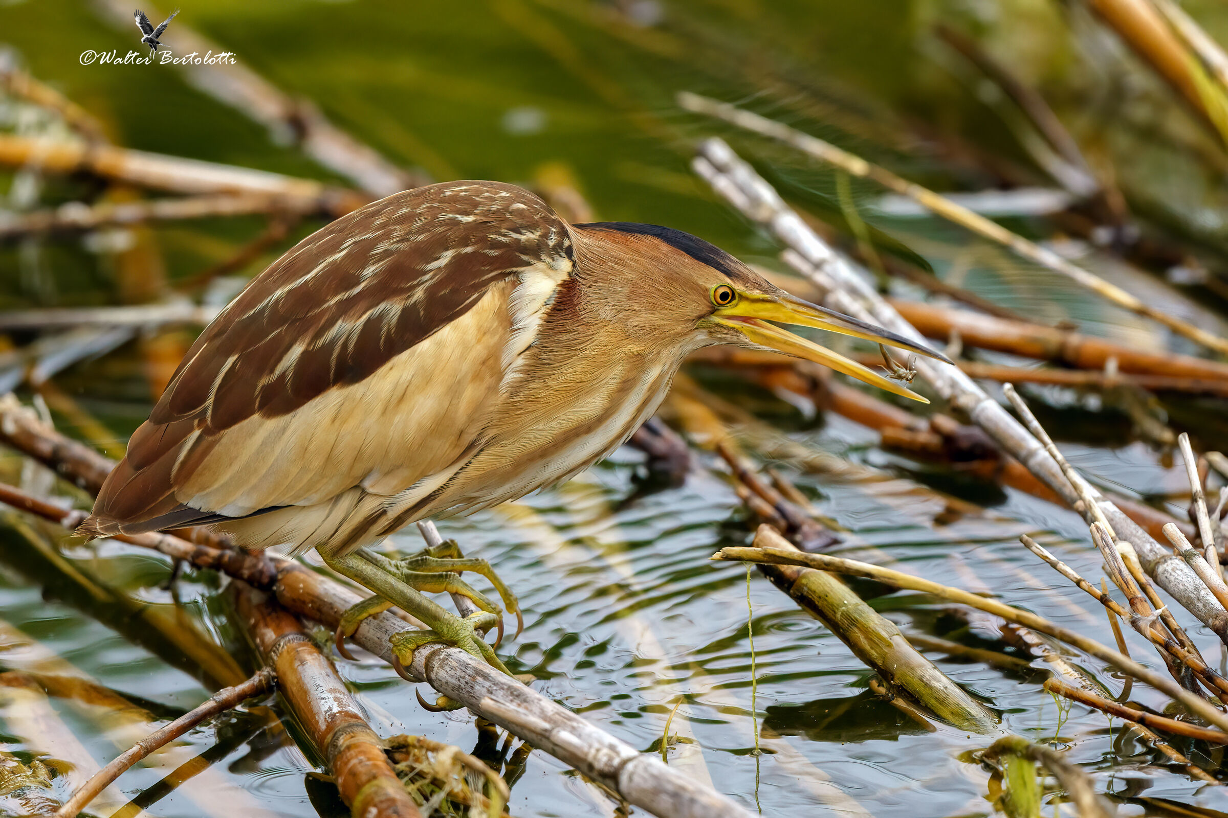 il tarabusino e la ninfa della libellula